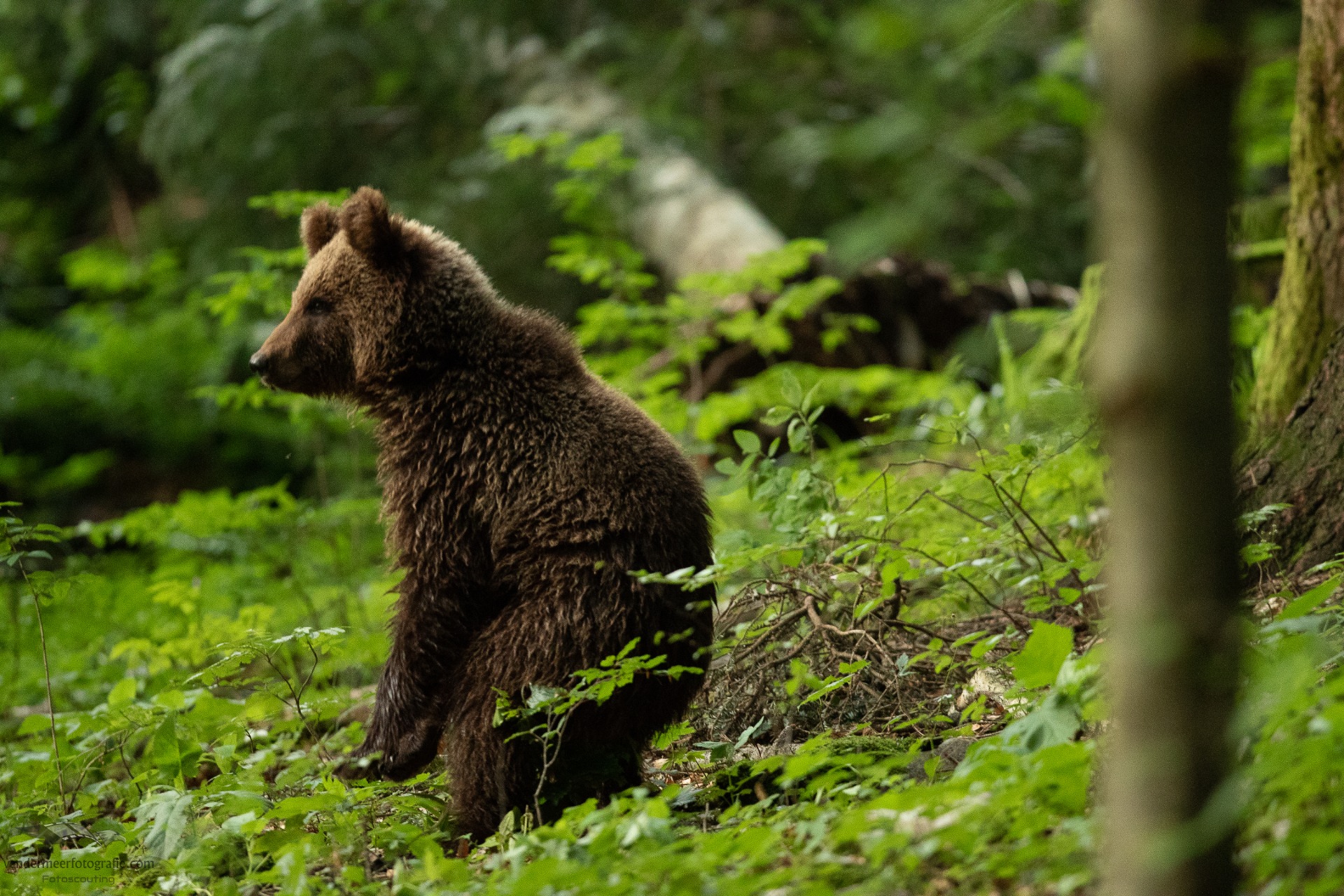 European Brown Bear Alpha Male In Karst Forest, Slovenia Ornament