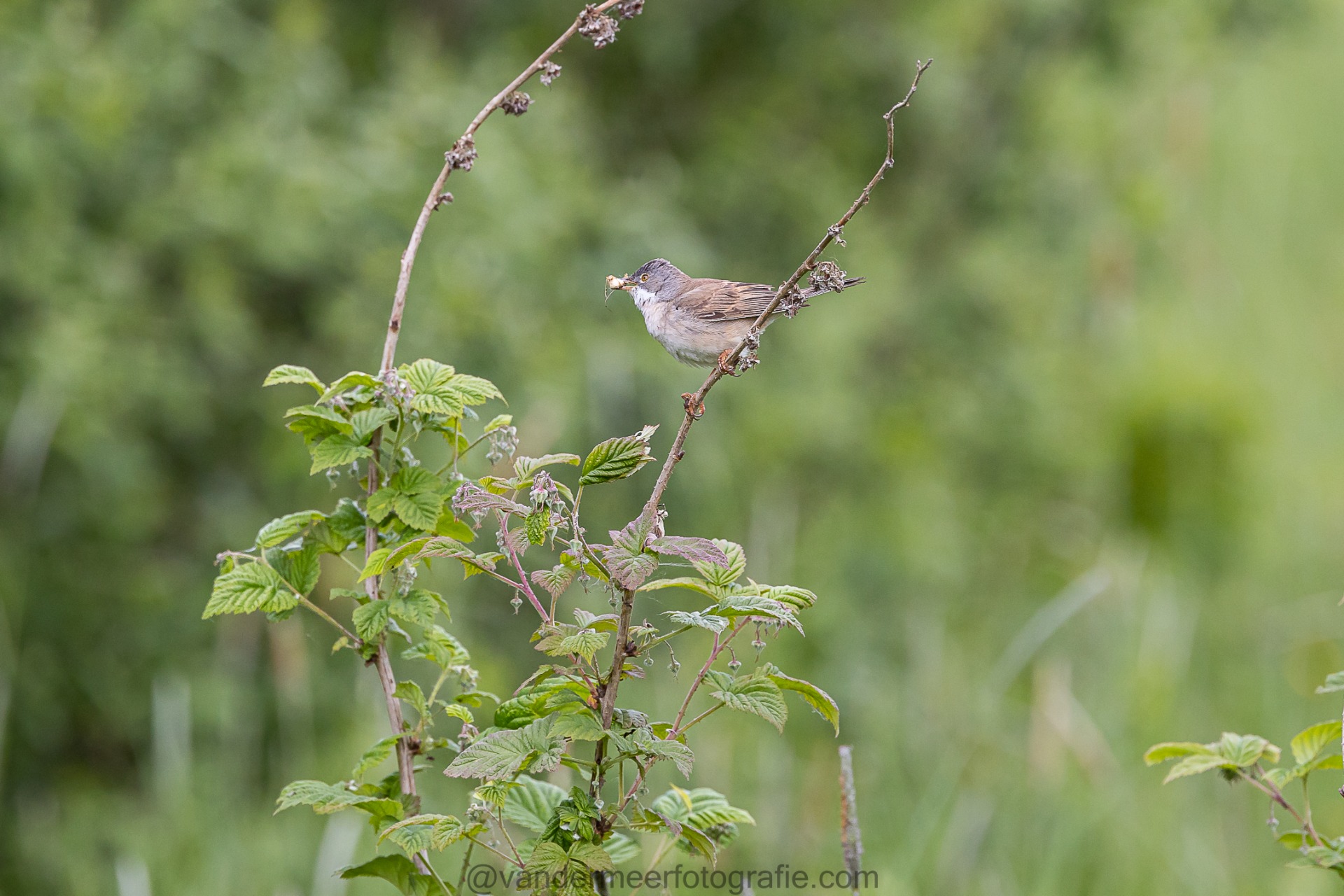 Dorngrasmücke, Common whitethroat (Sylvia communis)