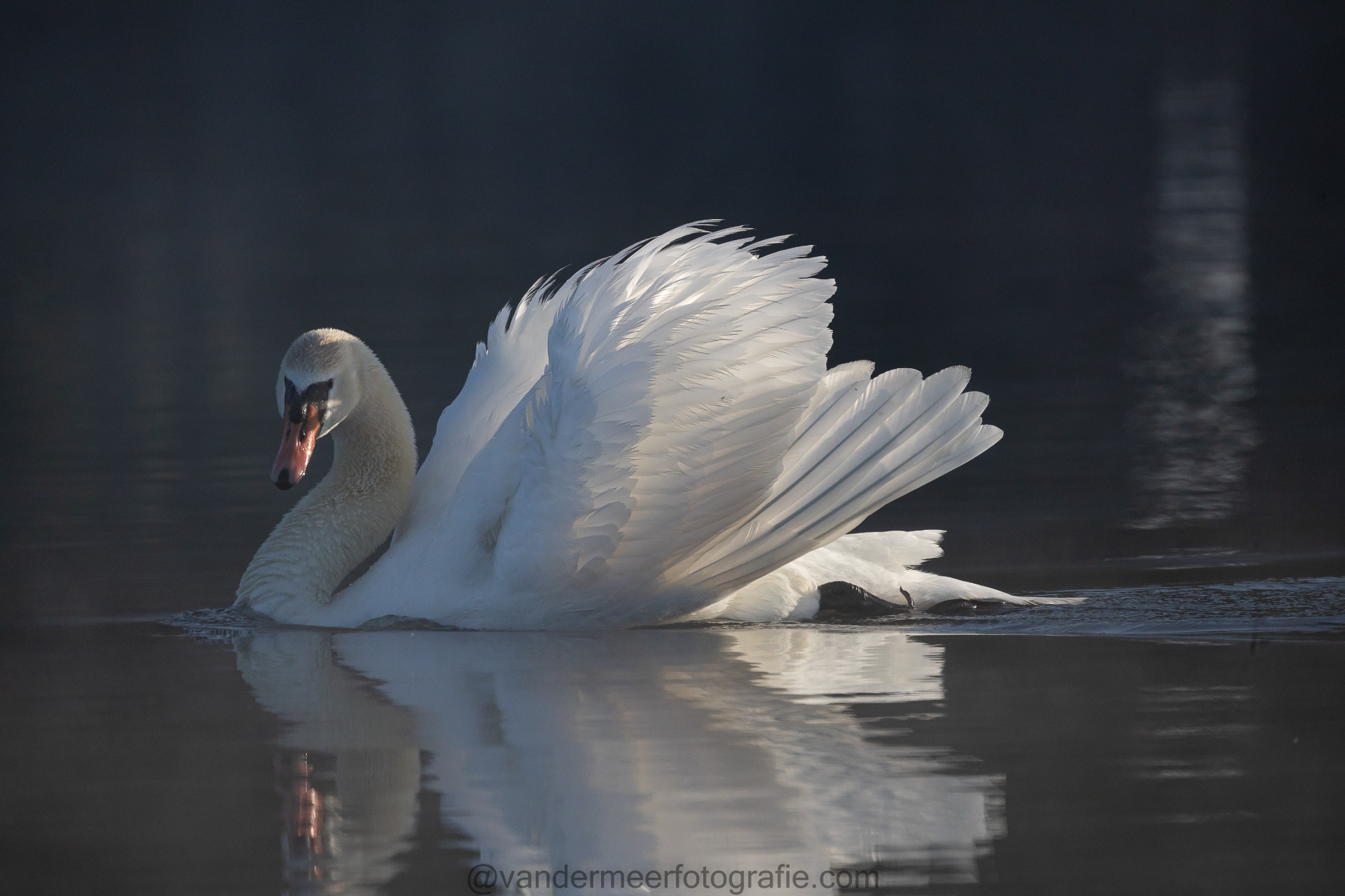 Höckerschwan, Mute swan (Cygnus olor)