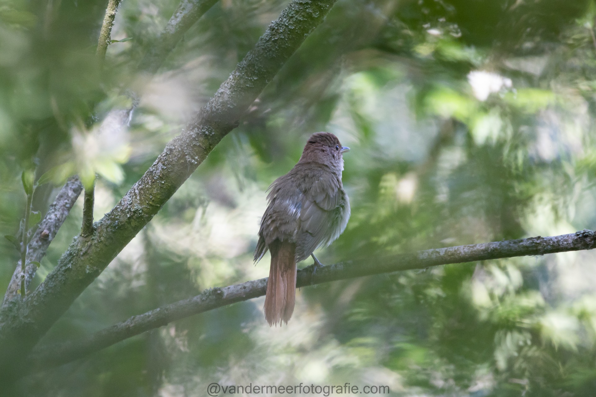 Nachtigall, Common nightingale (Luscinia megarhynchos)