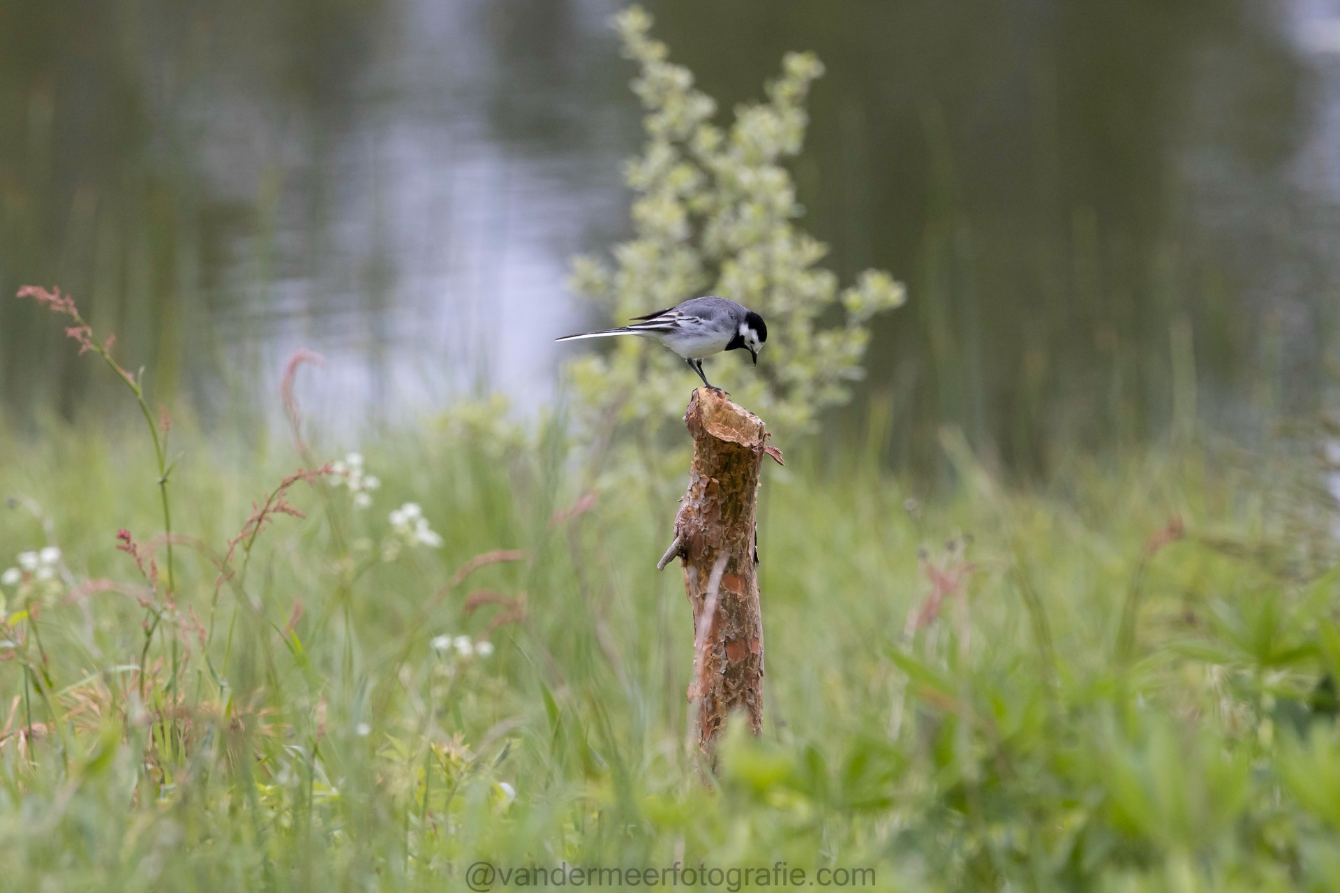 Bachstelze, White wagtail (Motacilla alba)