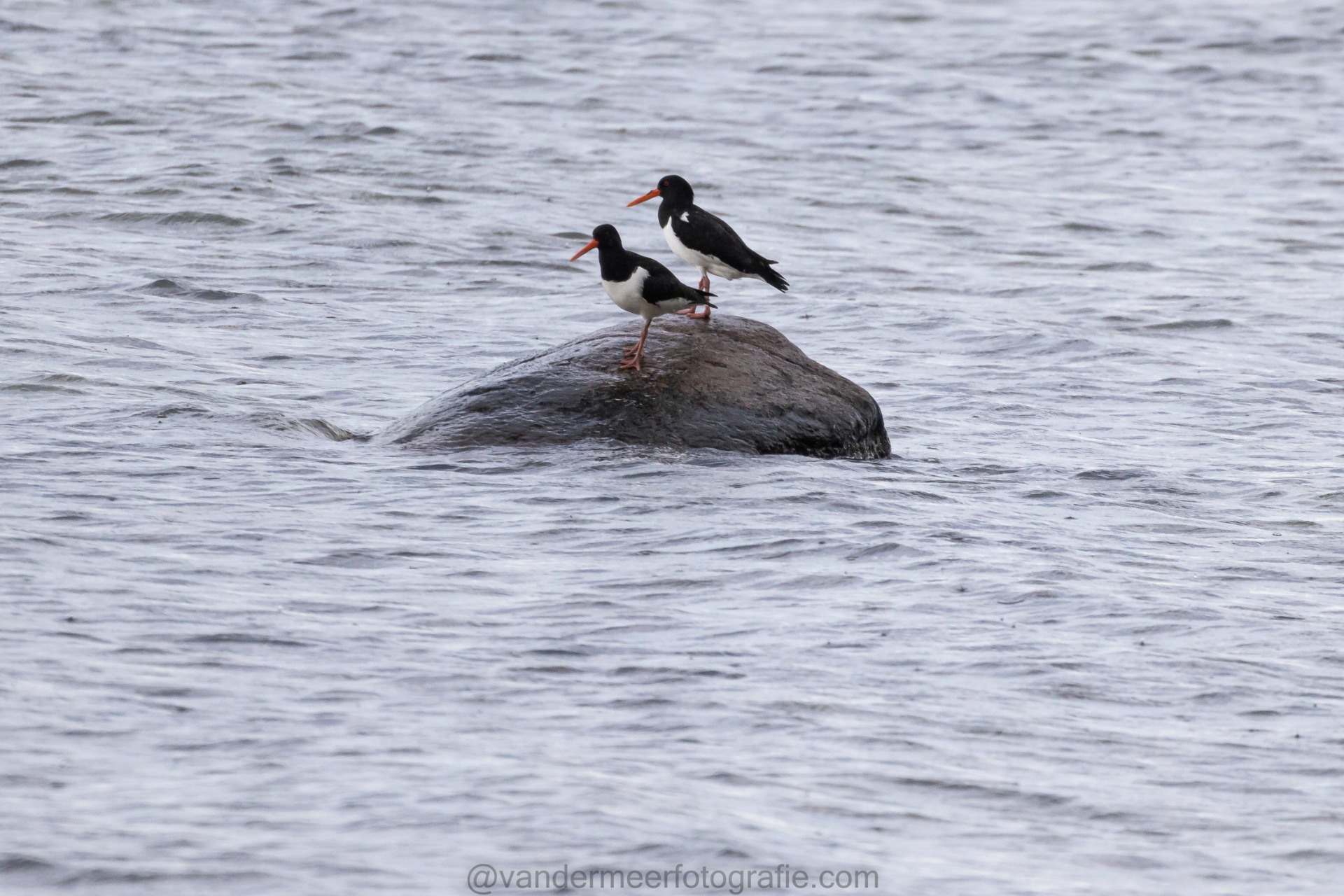 Austernfischer, Eurasian oystercatcher (Haematopus ostralegus)