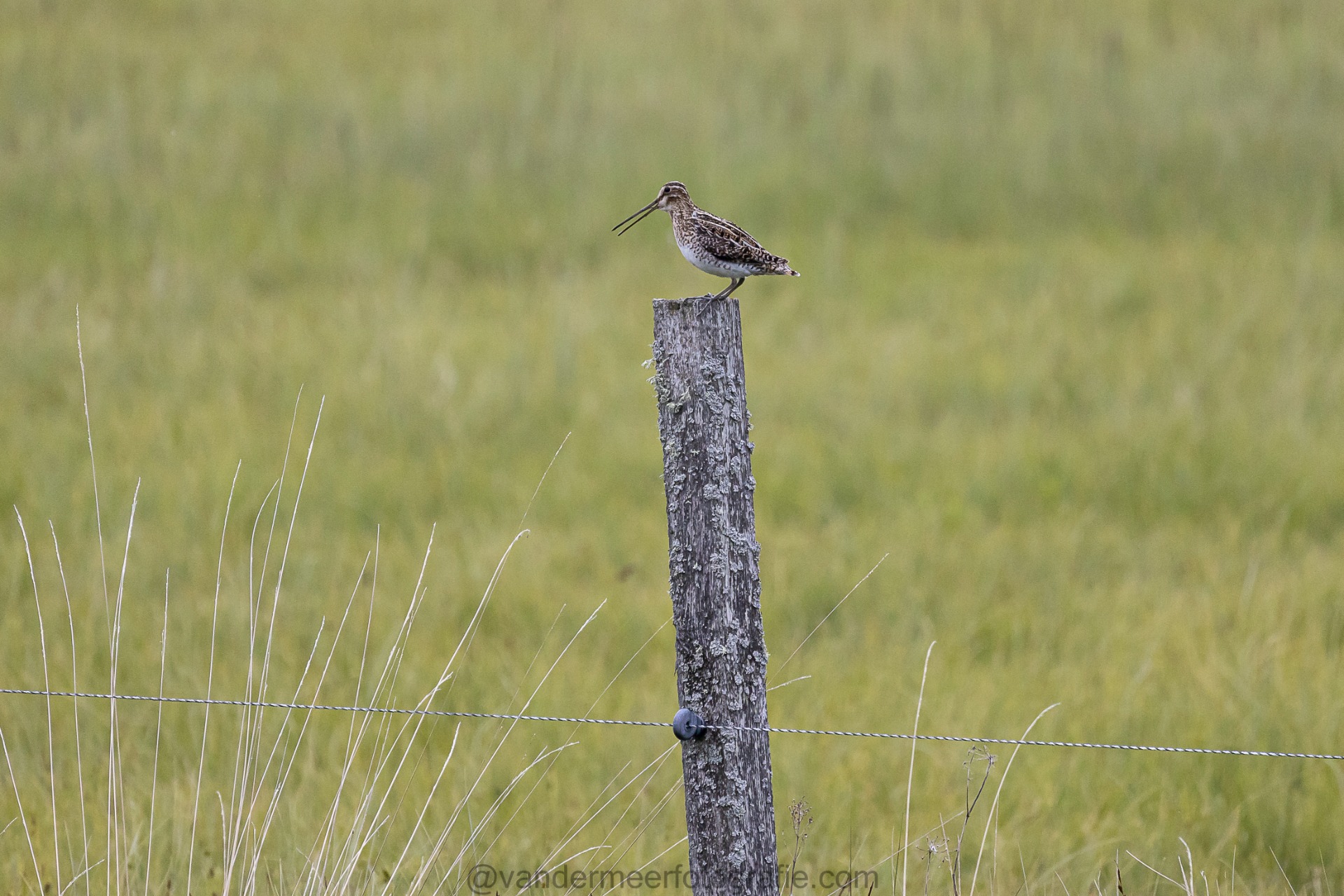 Bekassine, Common snipe (Gallinago gallinago)