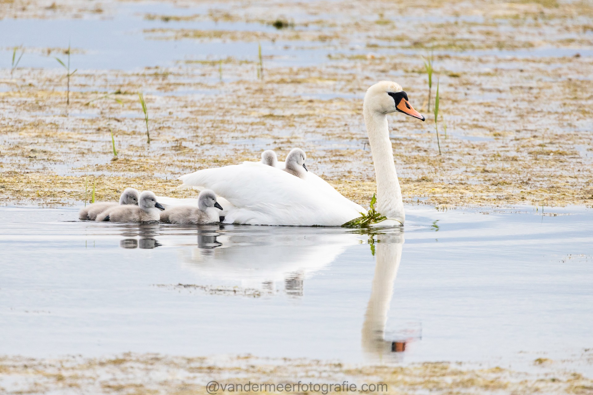 Höckerschwan, Mute swan (Cygnus olor)