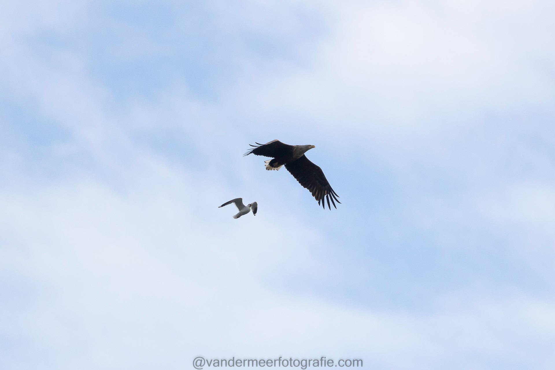 Seeadler, White-tailed eagle (Haliaeetus albicilla)