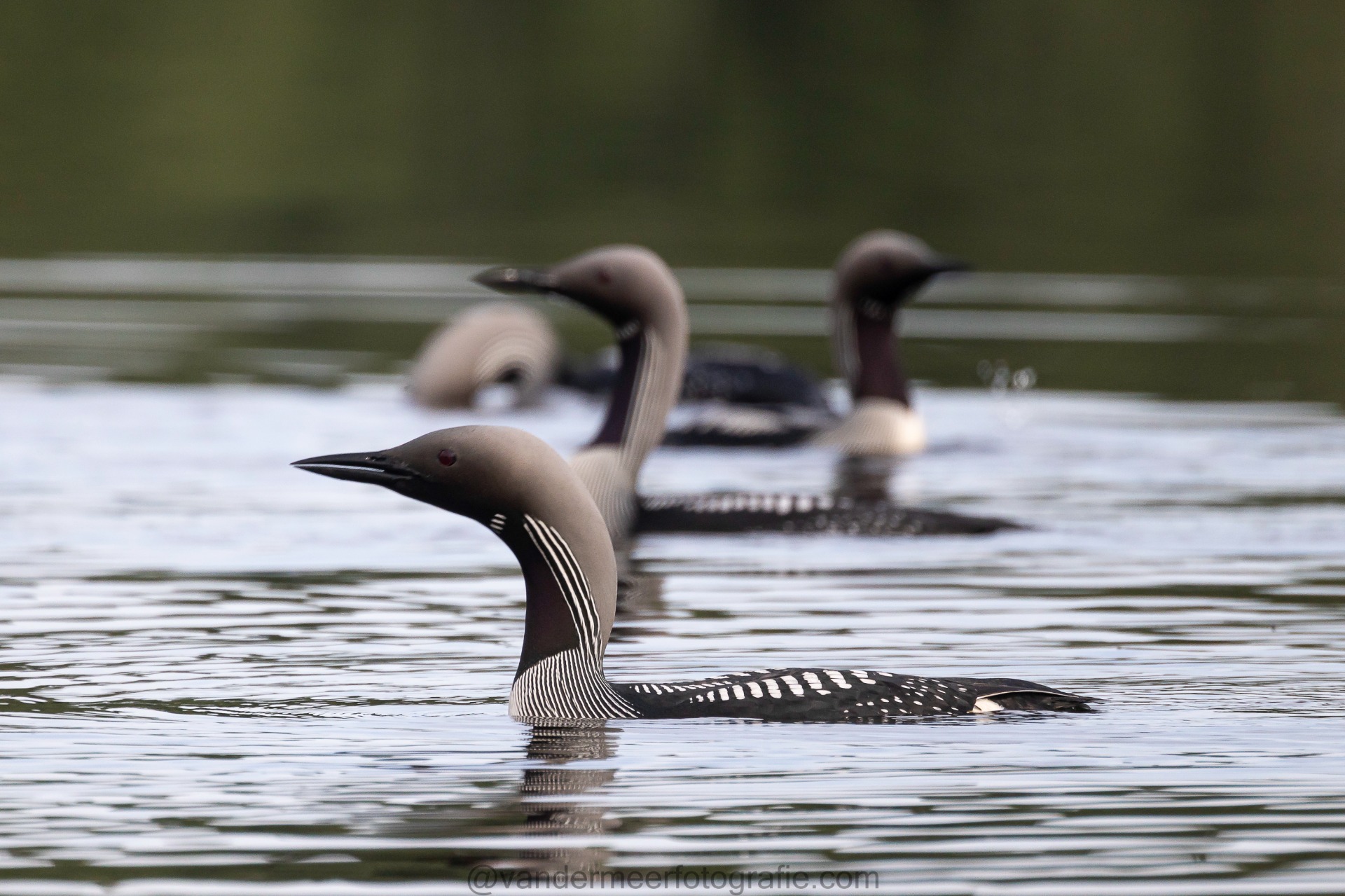 Prachttaucher, Black-throated loon (Gavia arctica)