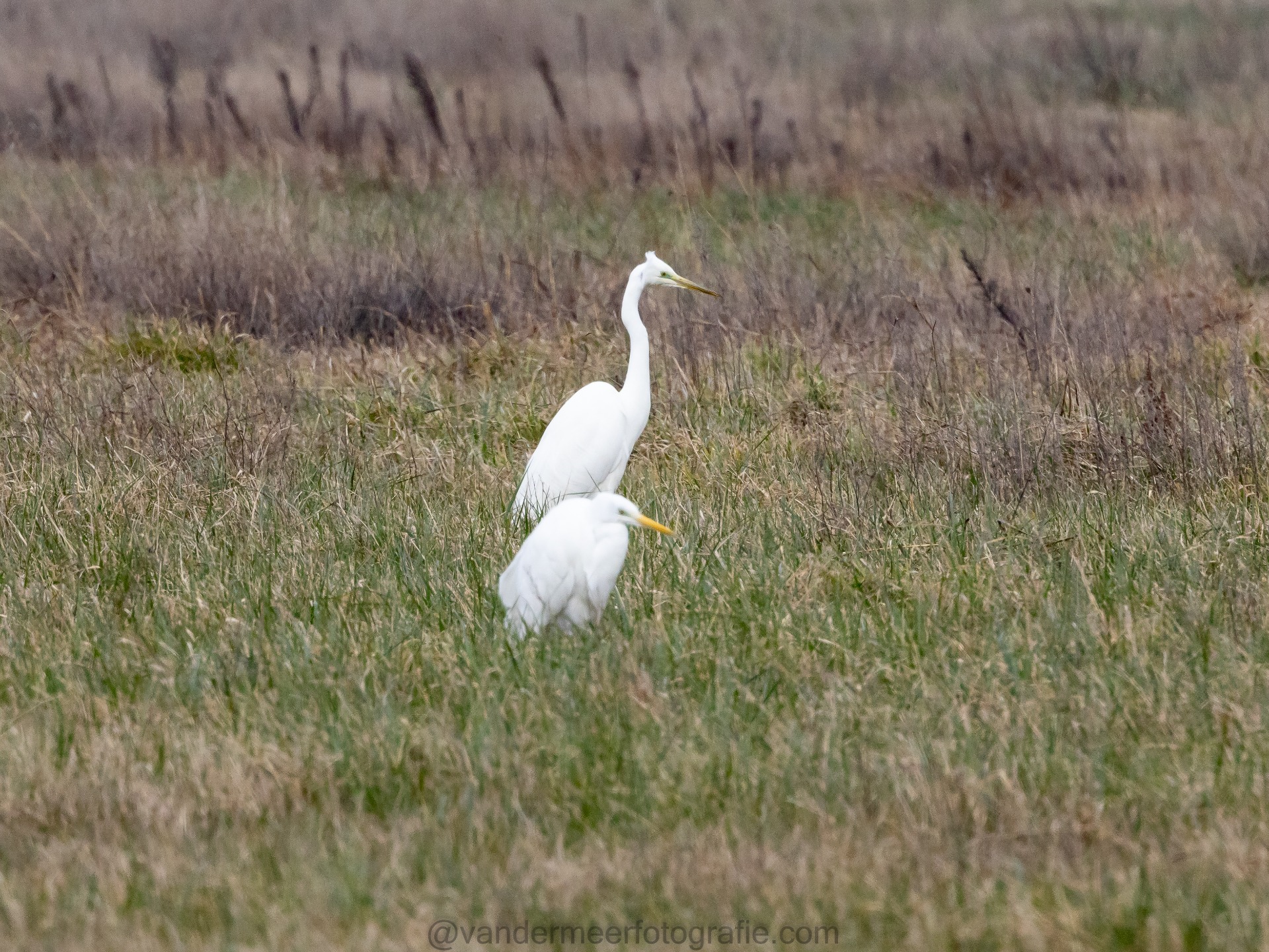 Silberreiher, Great egret (Ardea alba, (Egretta alba)