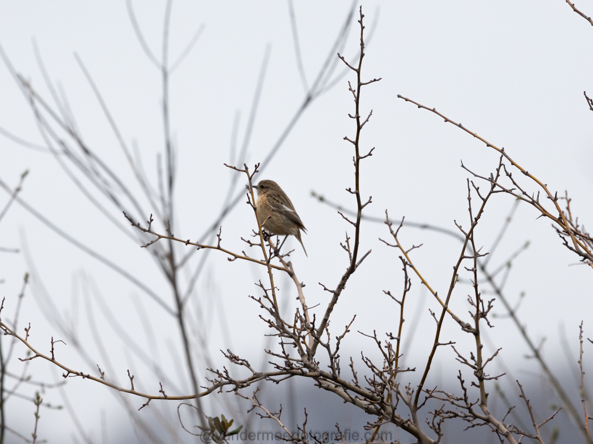 Schwarzkehlchen, European stonechat (Saxicola rubicola)