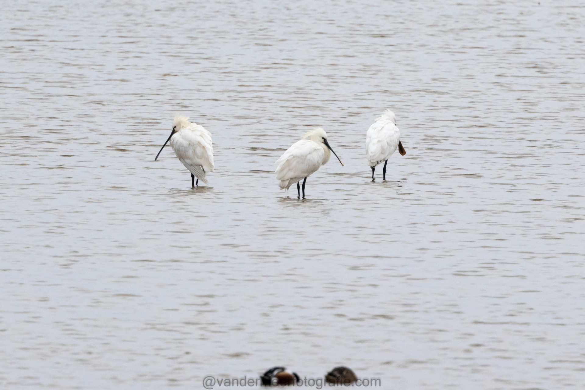 Löffler, Eurasian spoonbill (Platalea leucorodia)