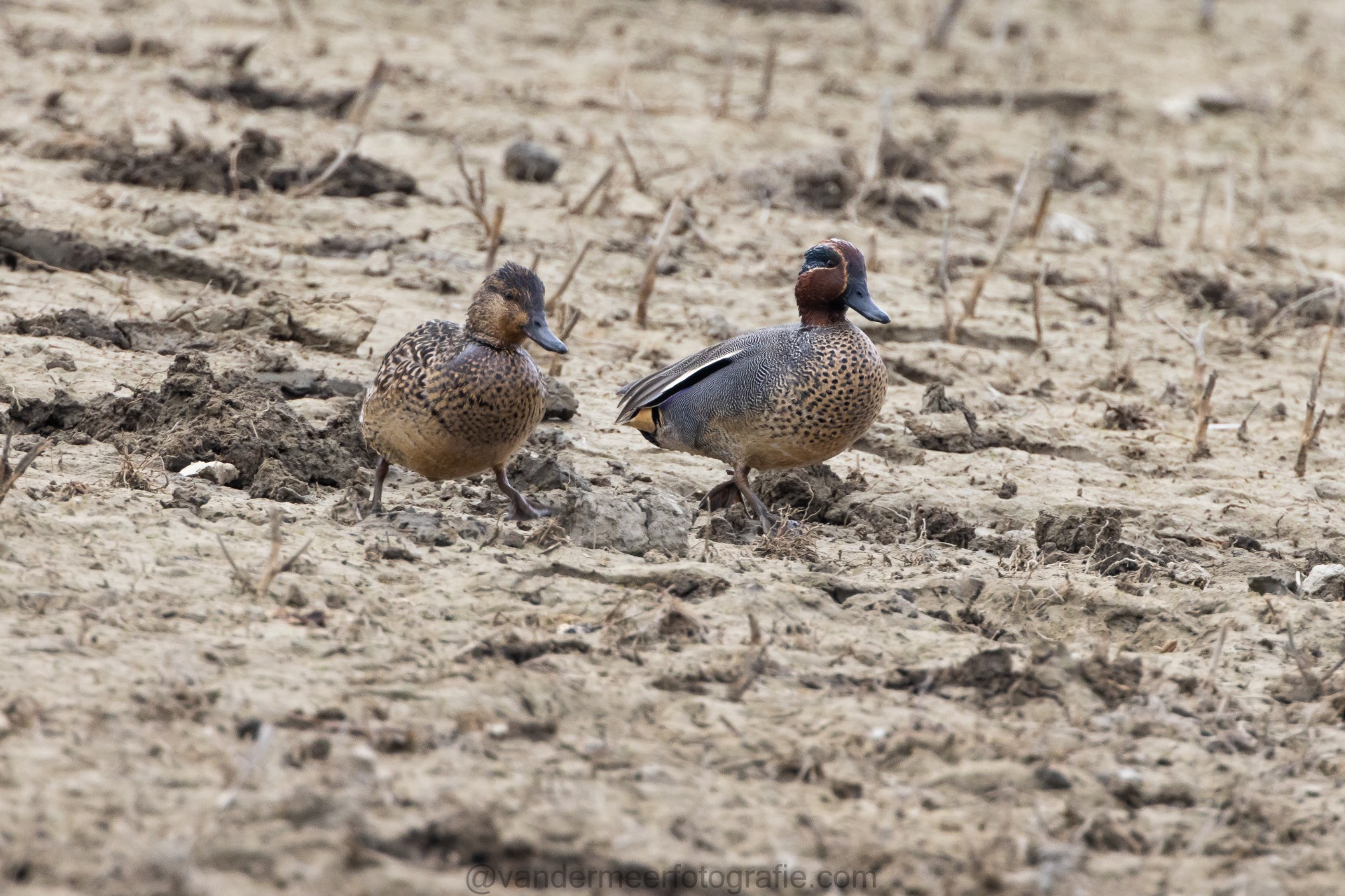 Krickente, Eurasian teal (Anas crecca)