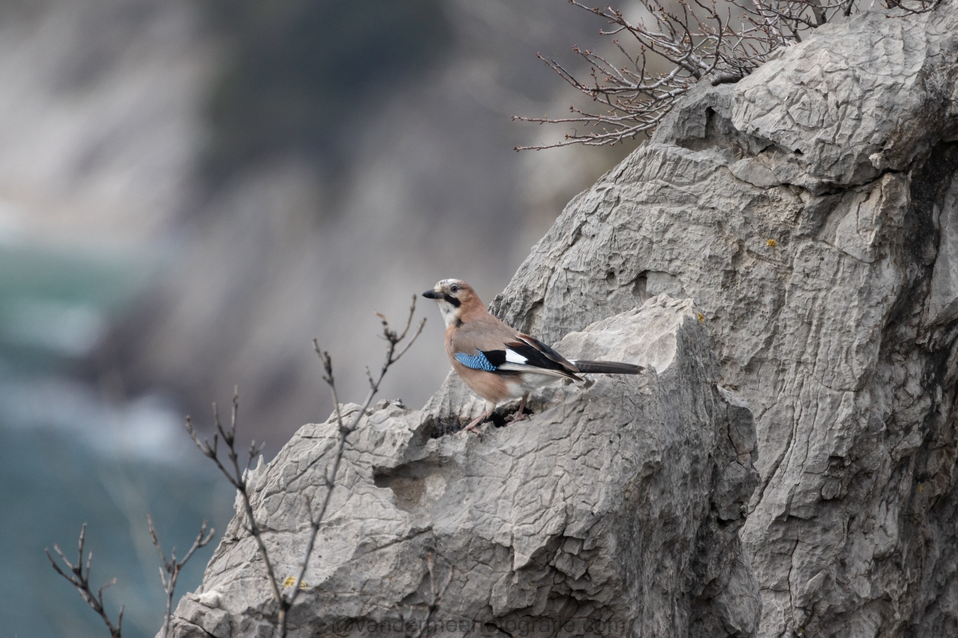 Eichelhäher, Eurasian jay (Garrulus glandarius)