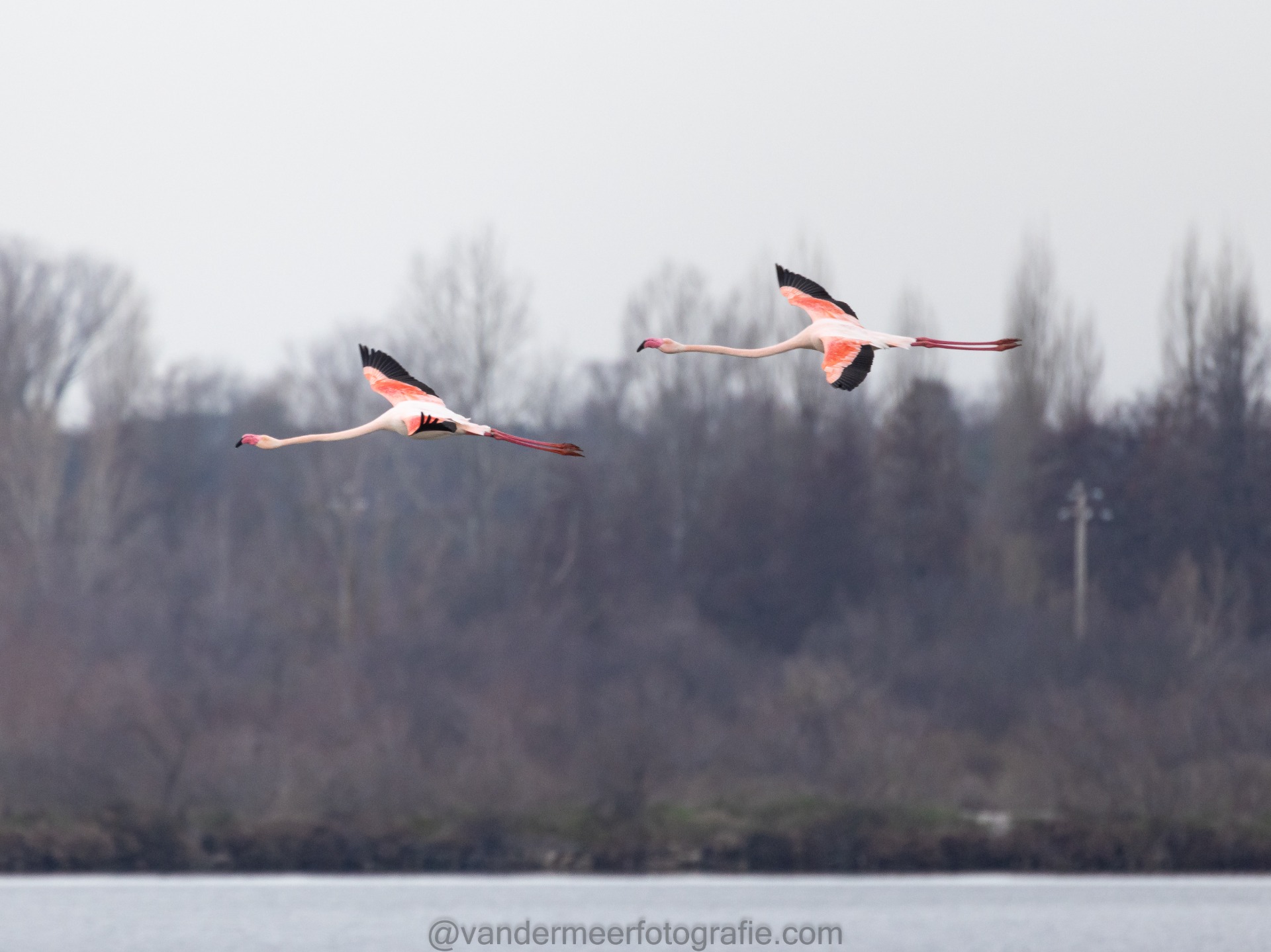 Rosaflamingo, Greater flamingo (Phoenicopterus roseus)