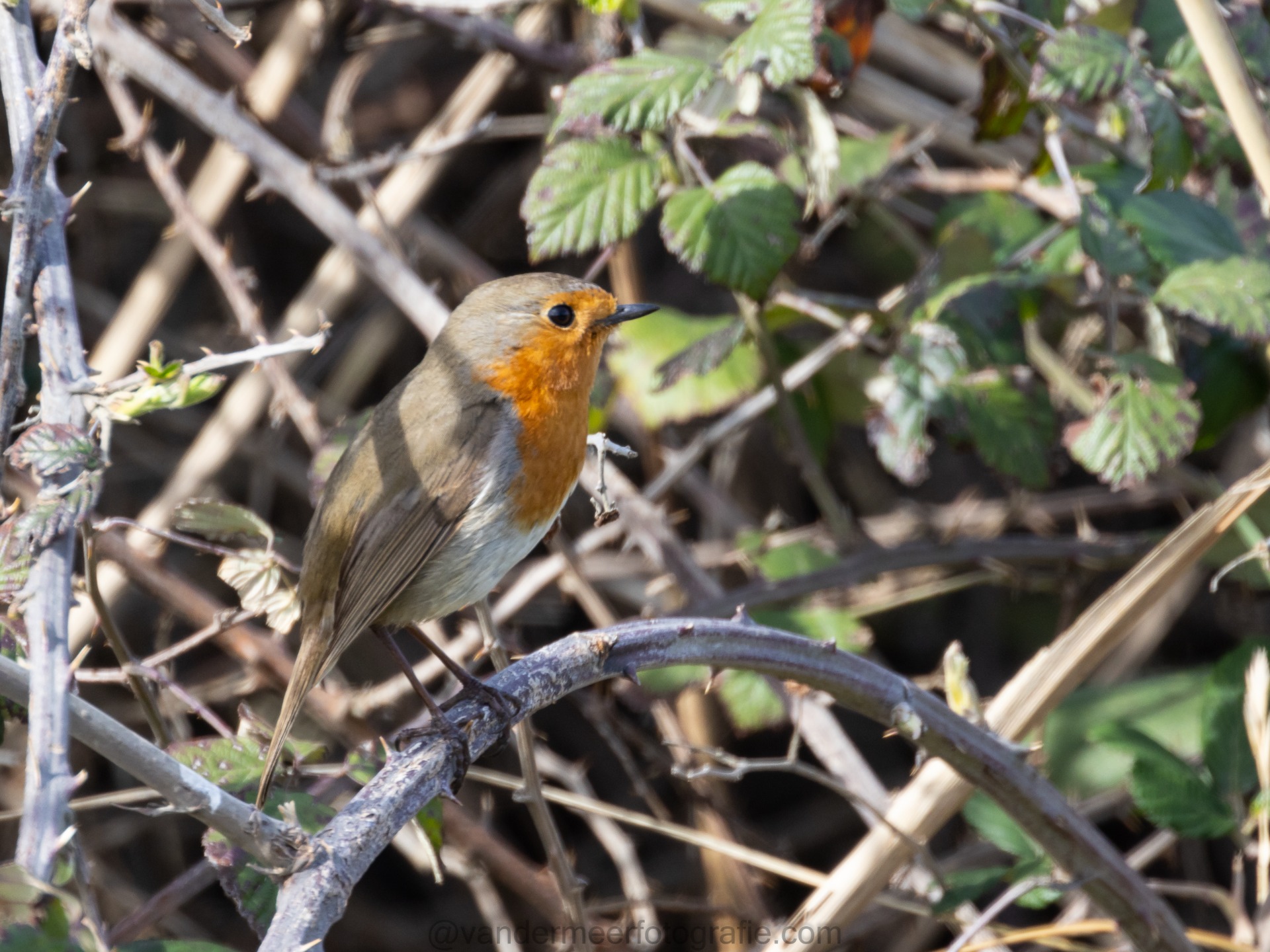 Rotkehlchen,  Eurpean Robin (Erithacus rubecula)