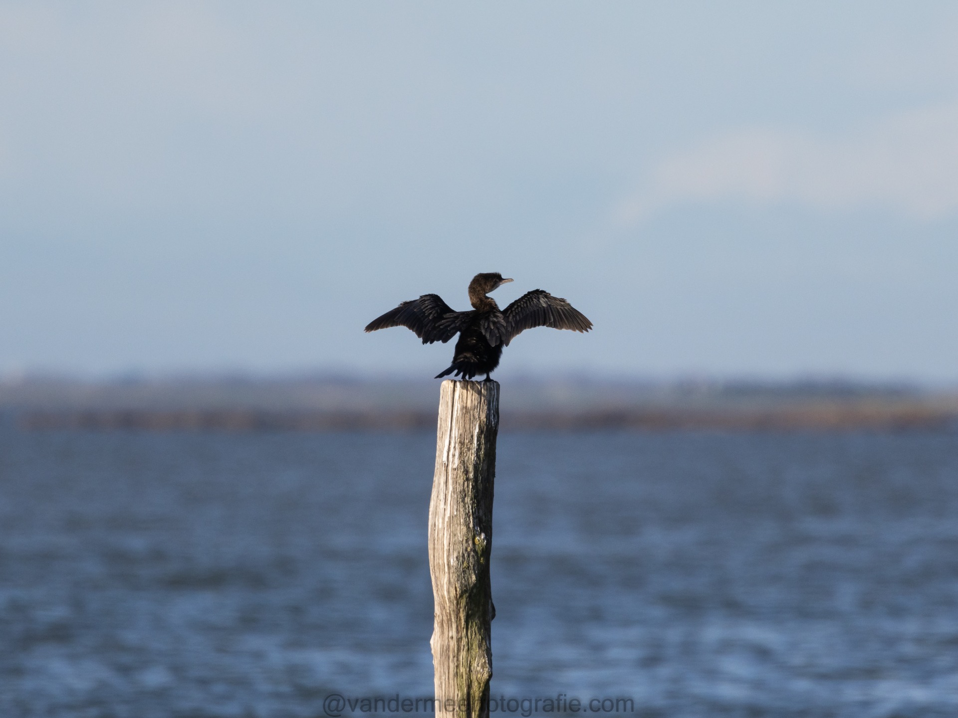 Zwergscharbe, Pygmy cormorant (Microcarbo pygmeus)