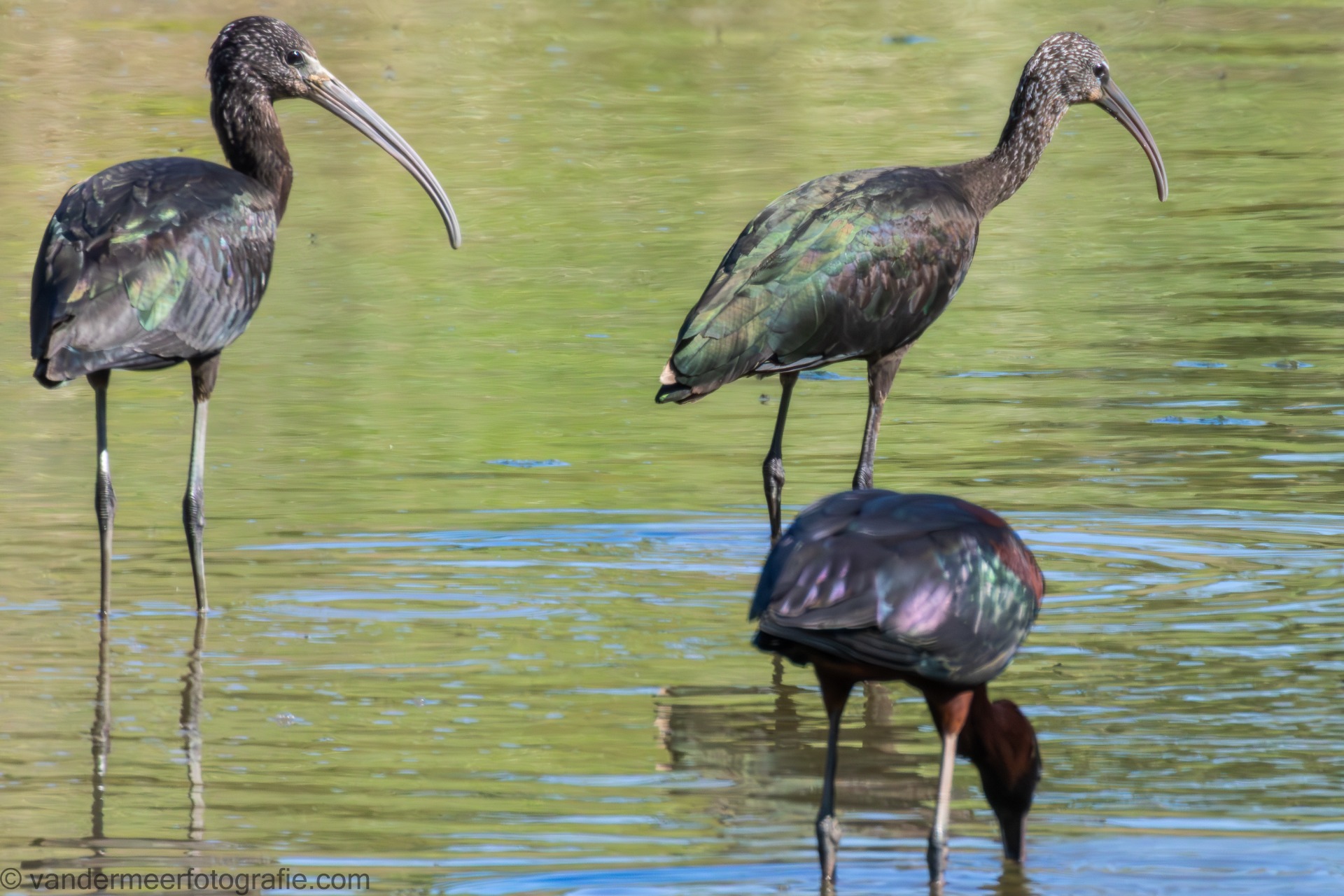 Braunsichler, Glossy ibis (Plegadis falcinellus)