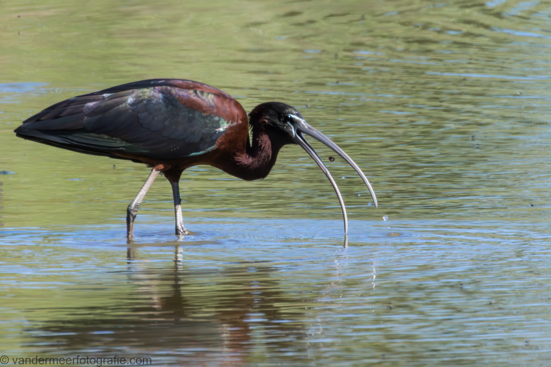 Braunsichler, Glossy ibis (Plegadis falcinellus)