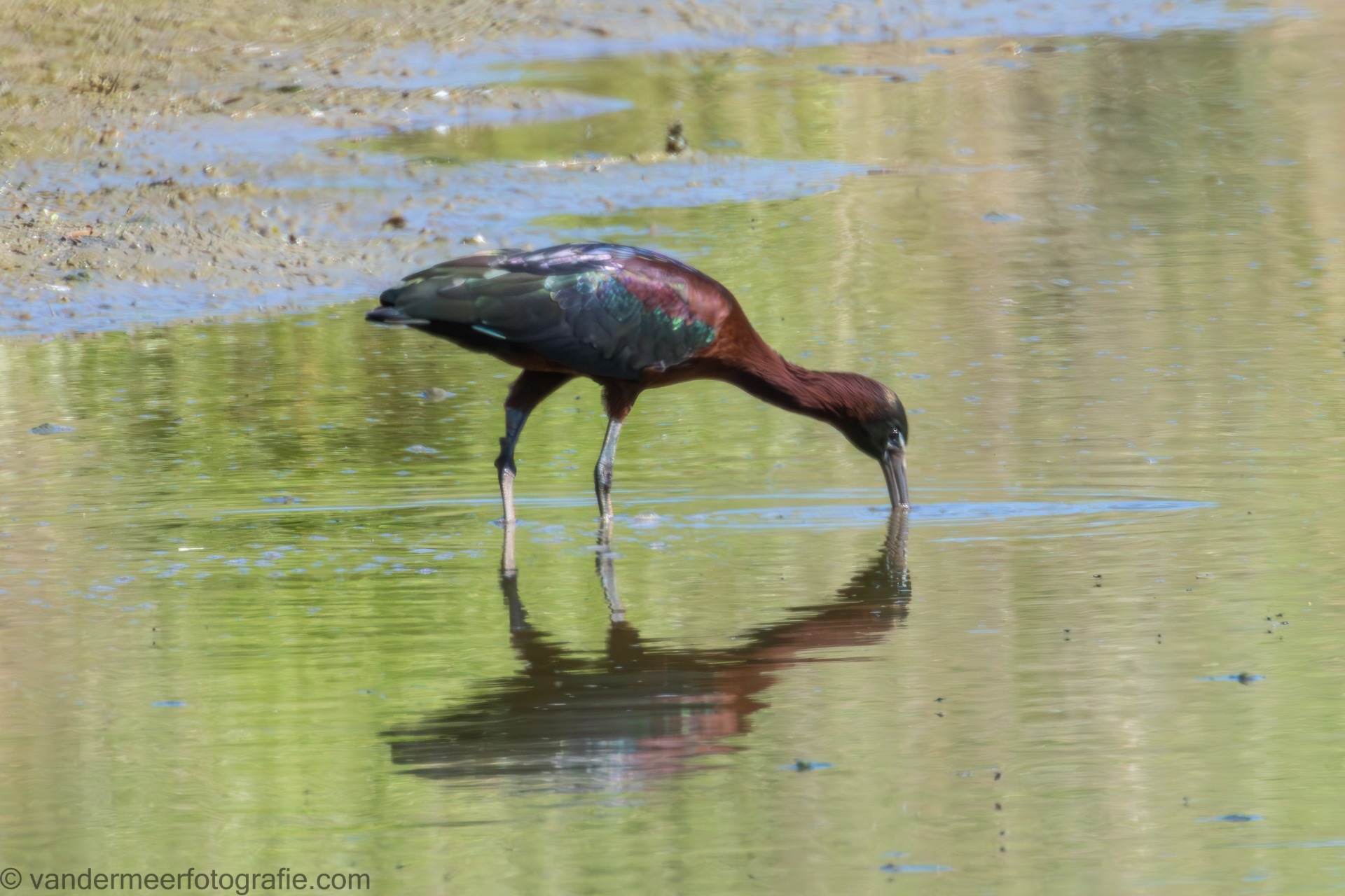 Braunsichler, Glossy ibis (Plegadis falcinellus)