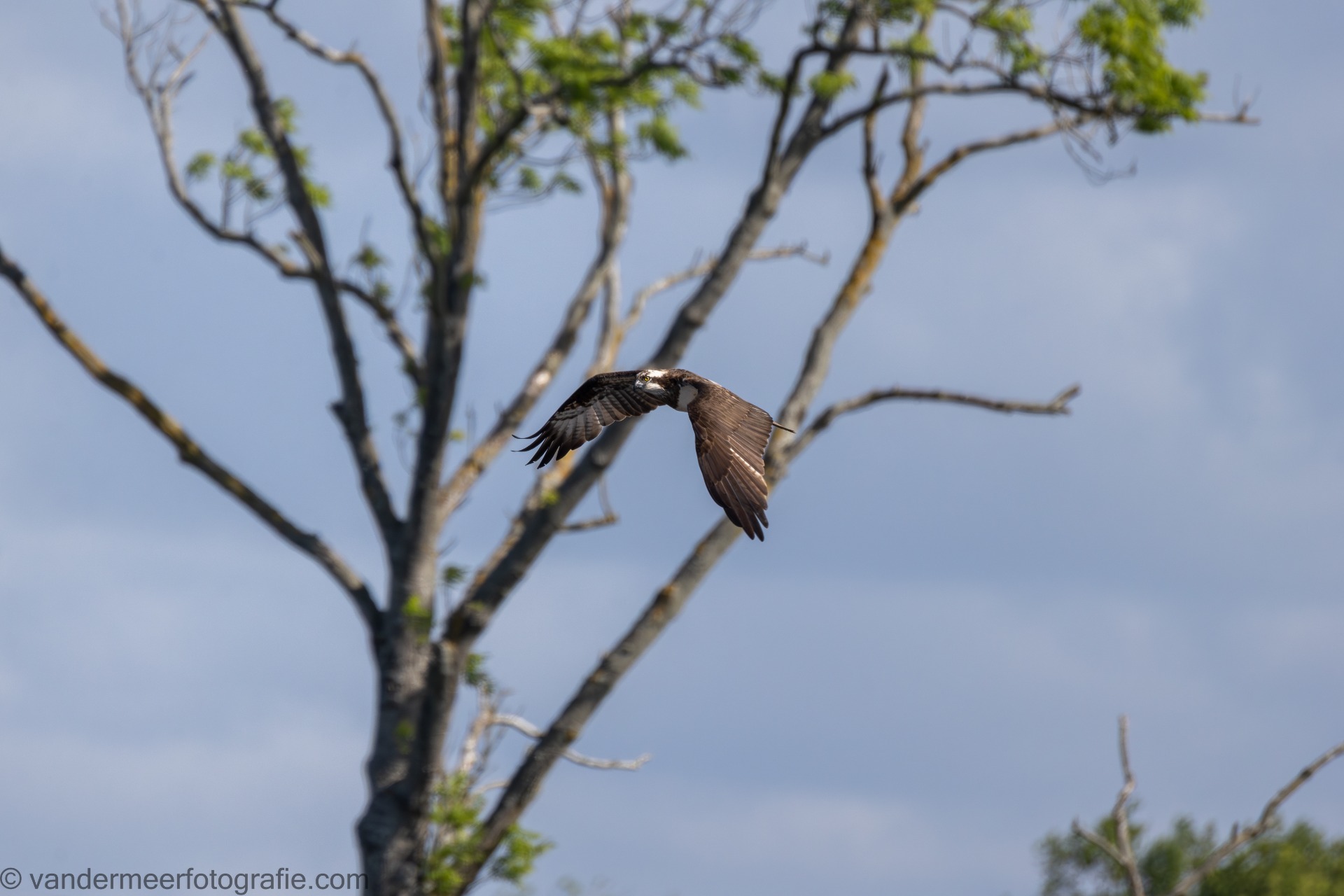 Fischadler, Osprey (Pandion haliaetus)