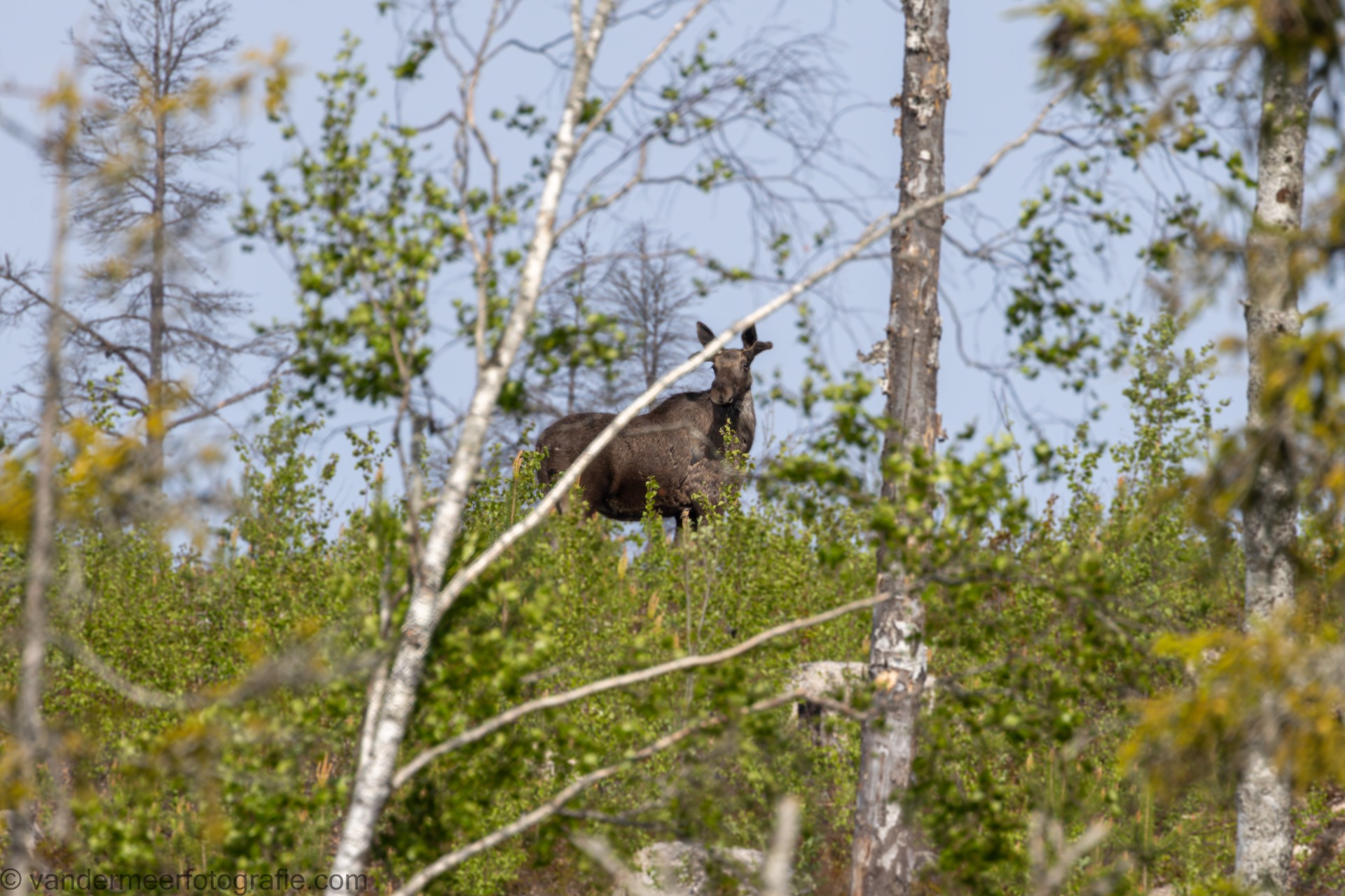 Elch, Moose (Alces alces)