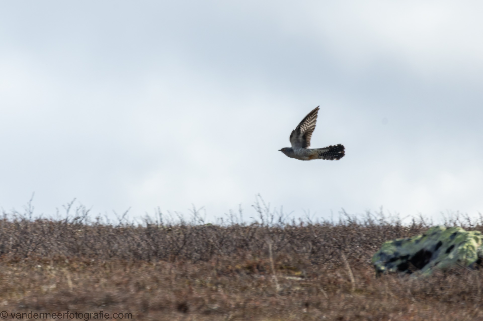 Kuckuck, common cuckoo (Cuculus canorus)
