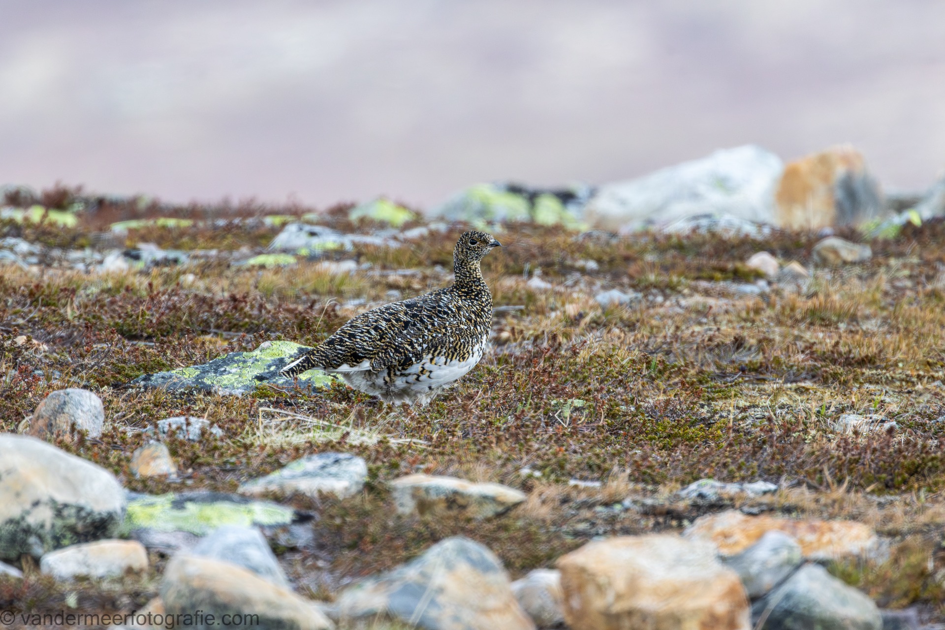Alpenschneehuhn W., Rock ptarmigan F. (Lagopus muta)