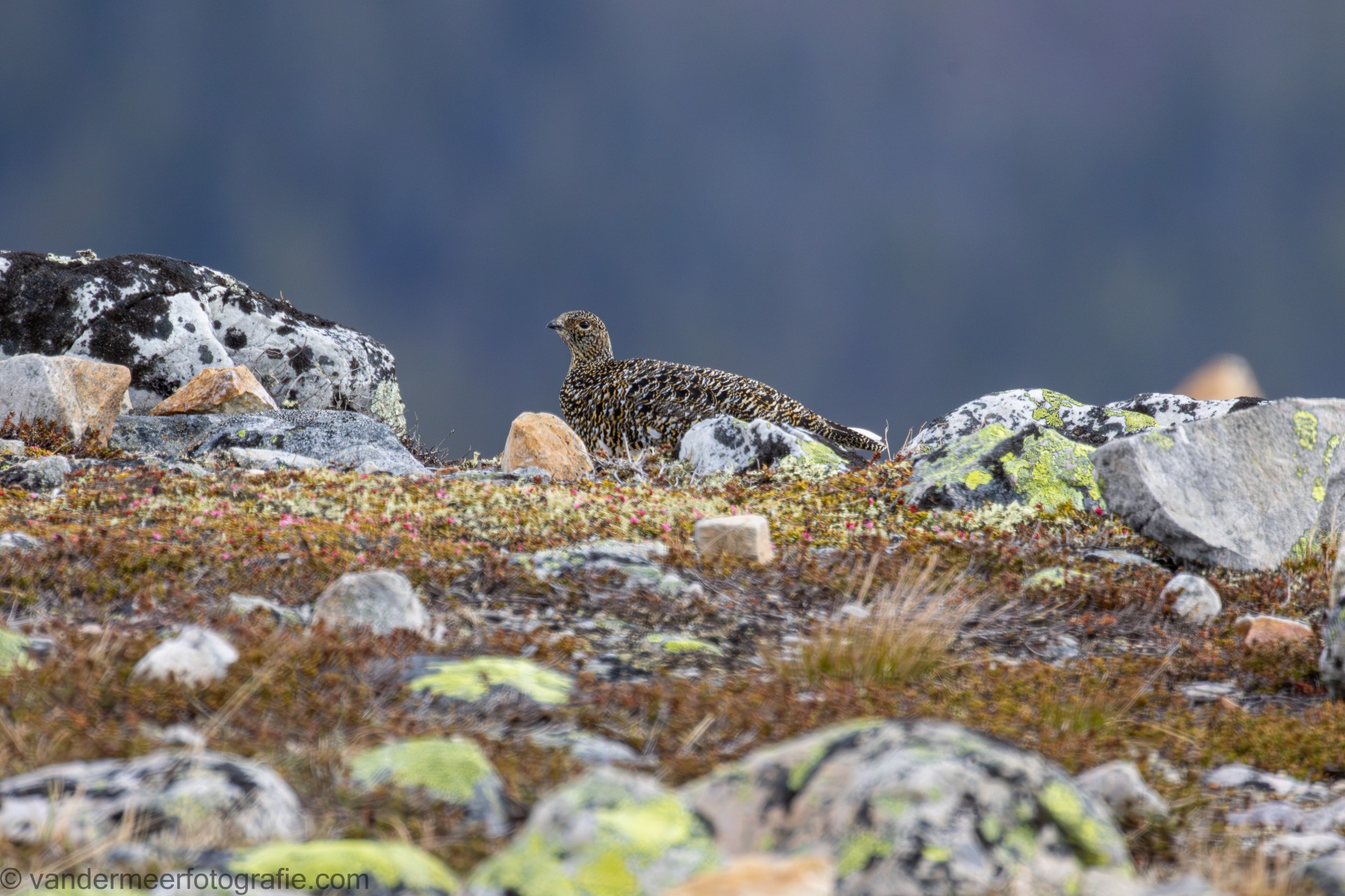 Alpenschneehuhn W., Rock ptarmigan F. (Lagopus muta)