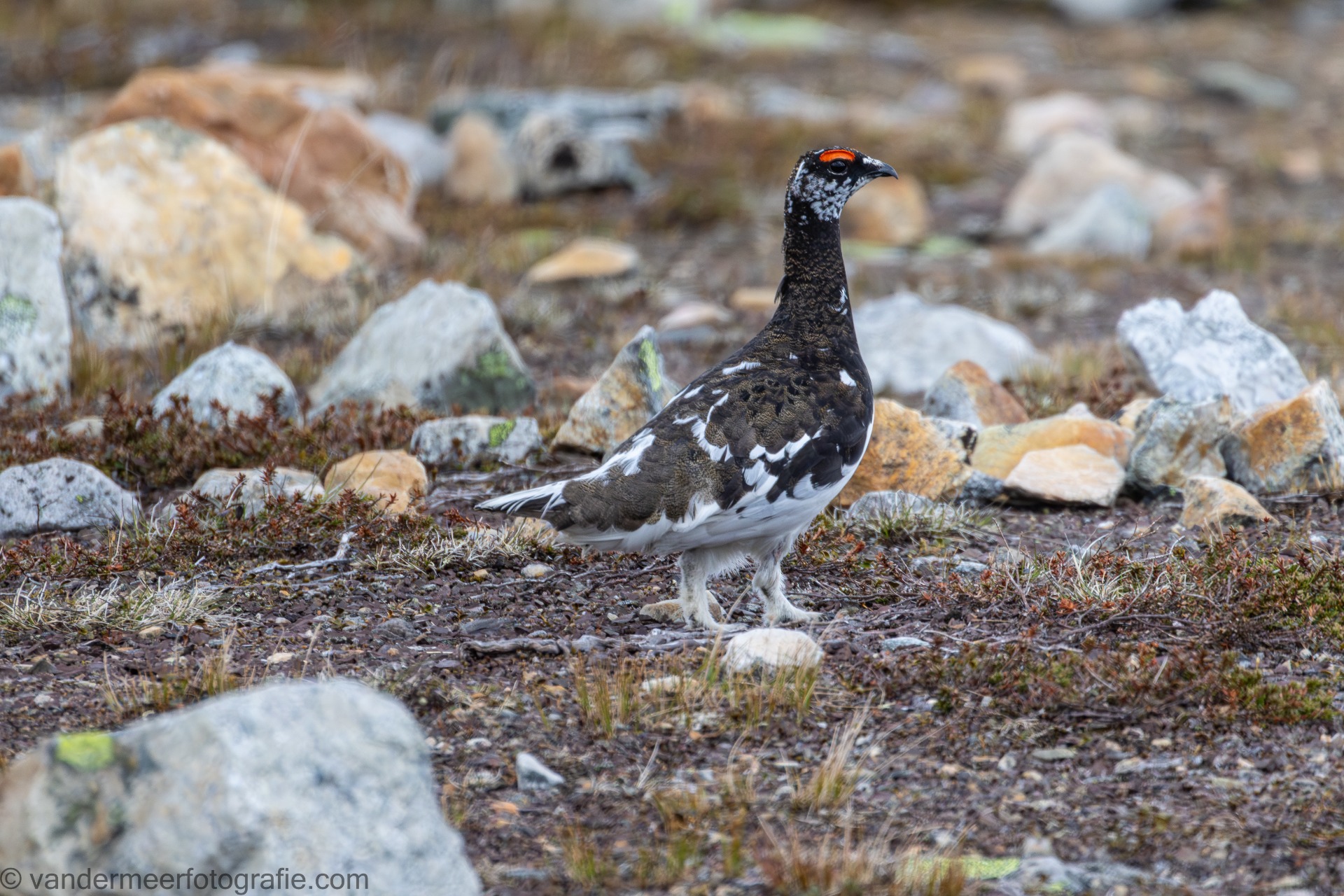 Alpenschneehuhn M., Rock ptarmigan M. (Lagopus muta)