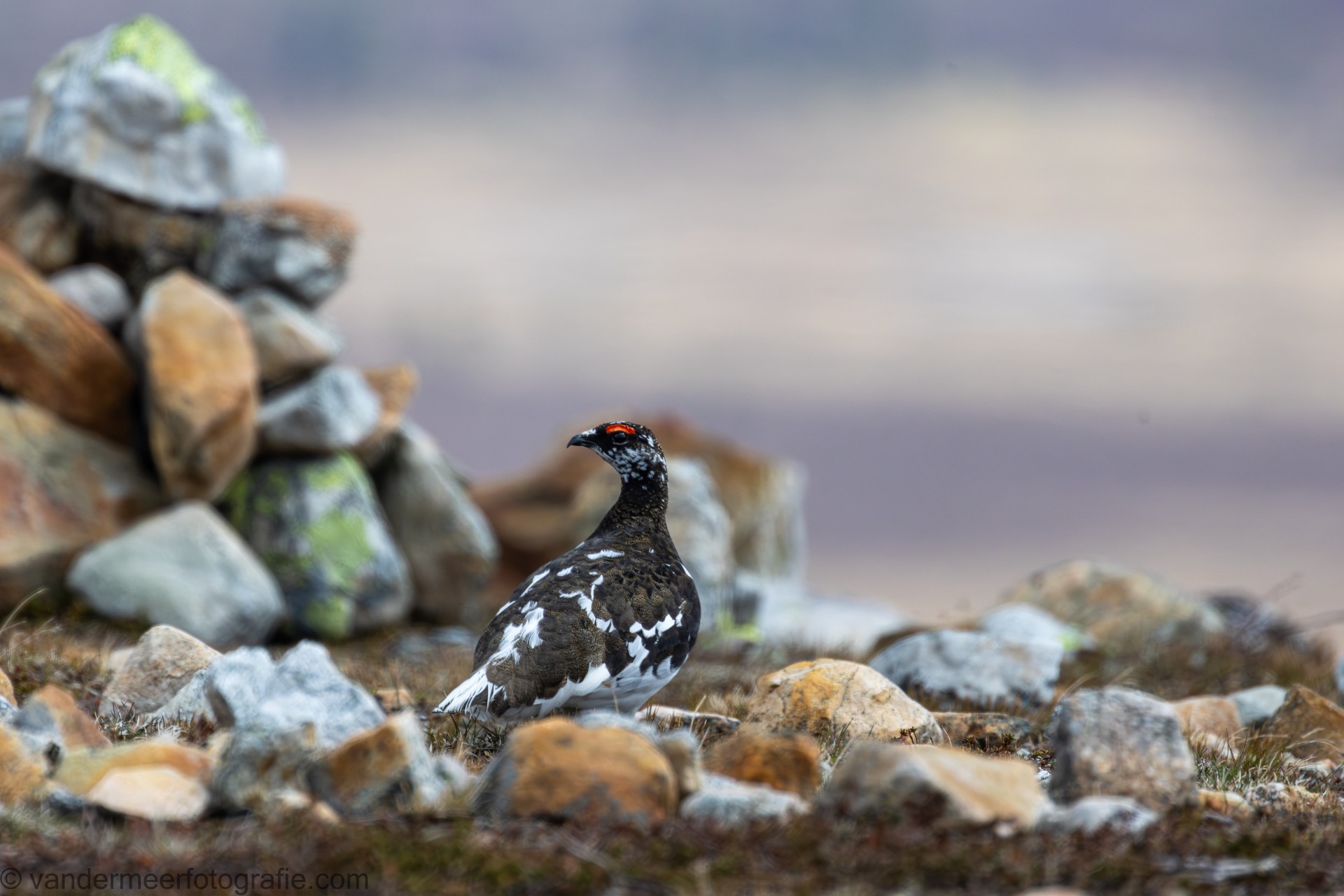 Alpenschneehuhn M., Rock ptarmigan M. (Lagopus muta)