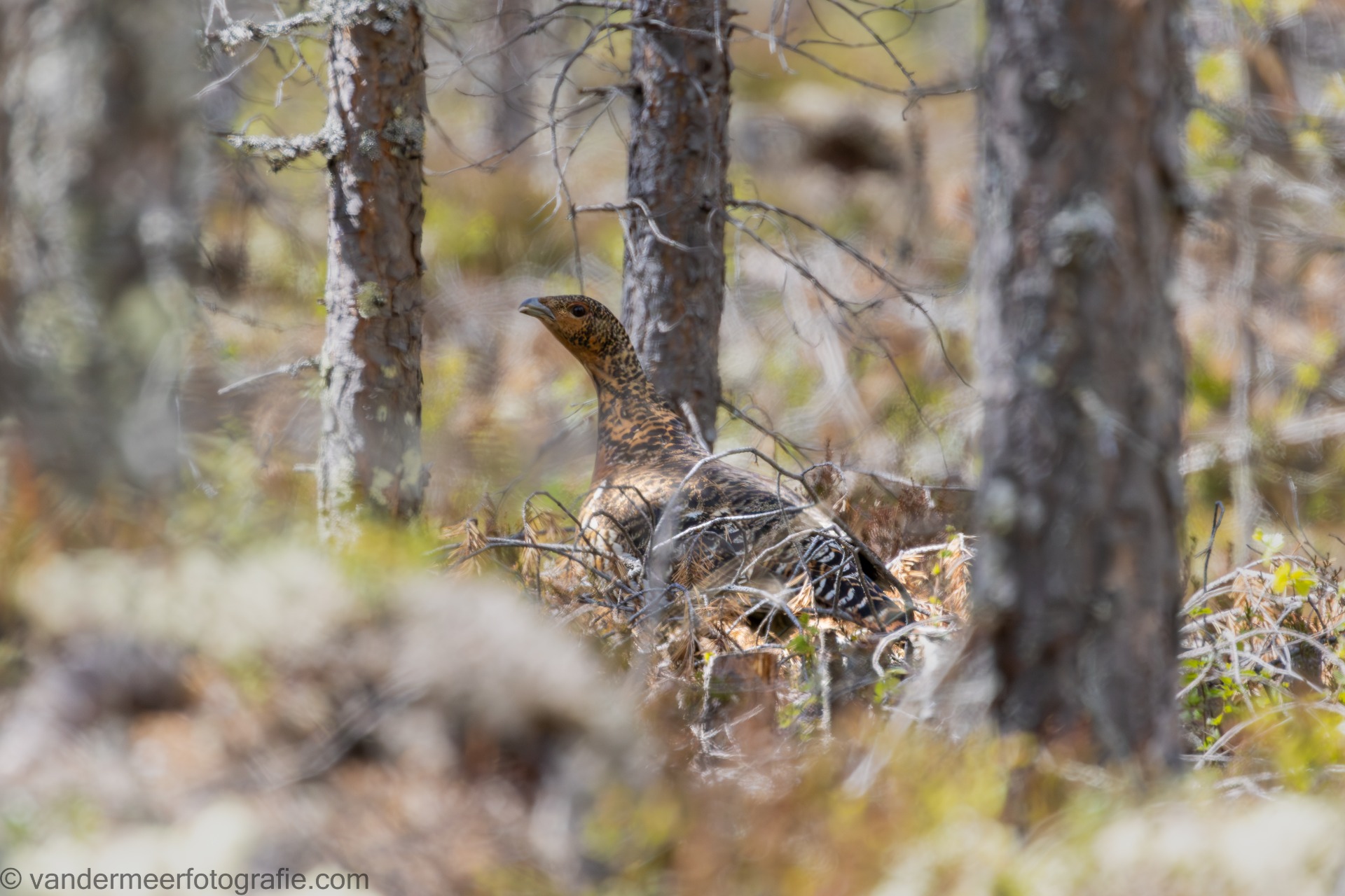 Auerhuhn W., Western capercaillie F. (Tetrao urogallus)