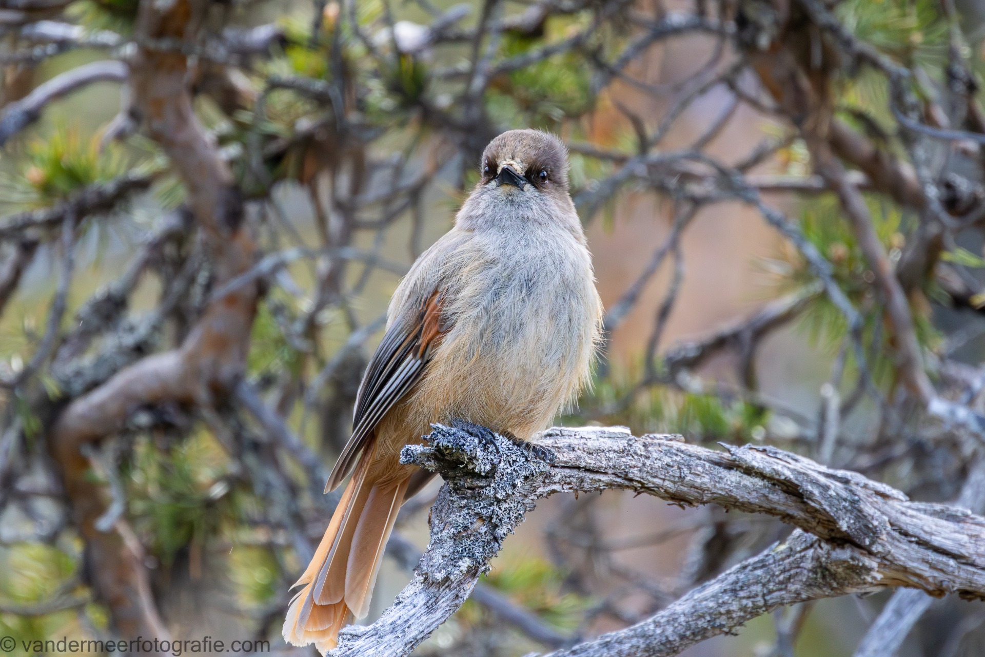 Unglückshäher, Perisoseus (Perisoreus infaustus)