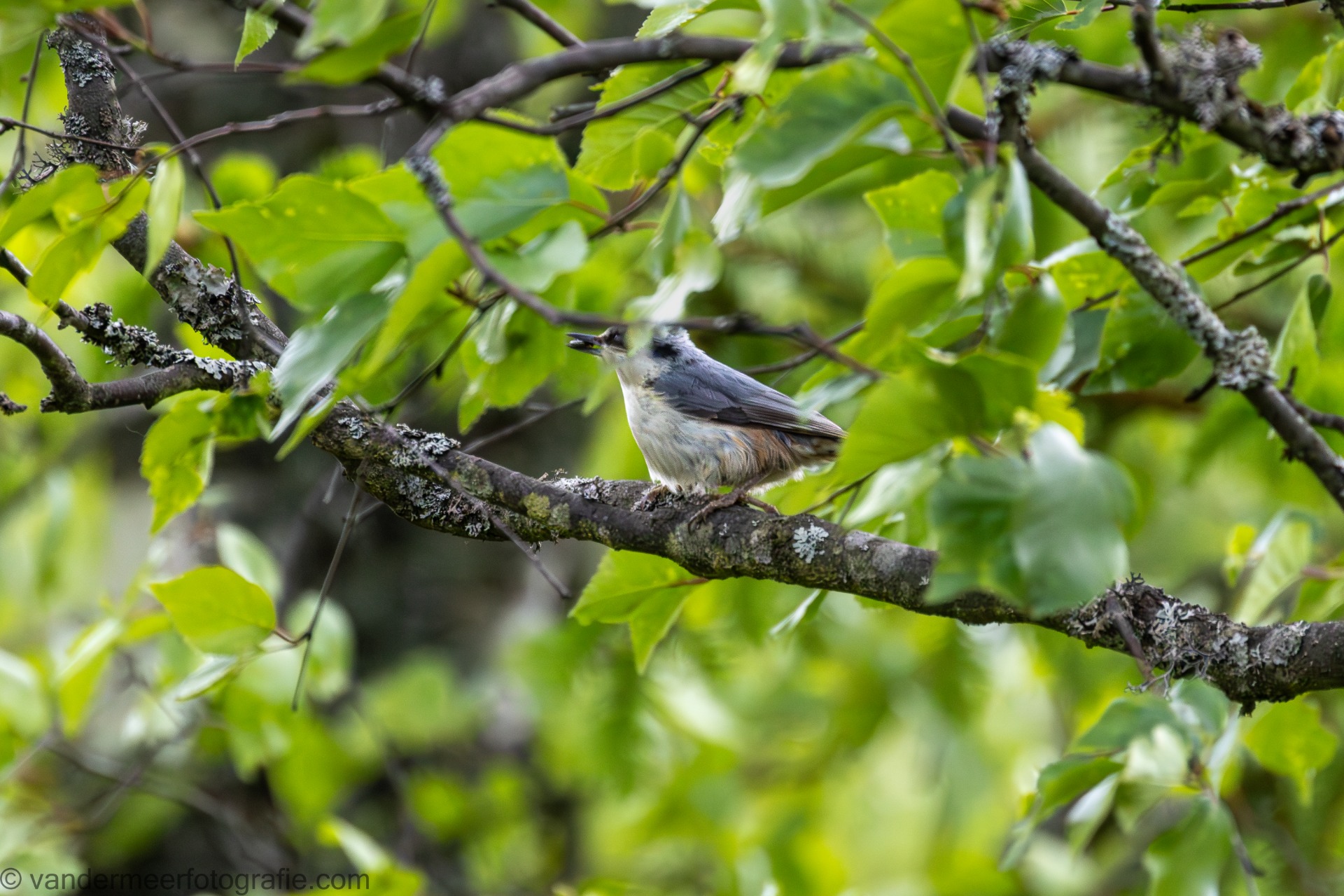 Kleiber Sibirische Art (Sitta asiatica) Siberian nuthatch