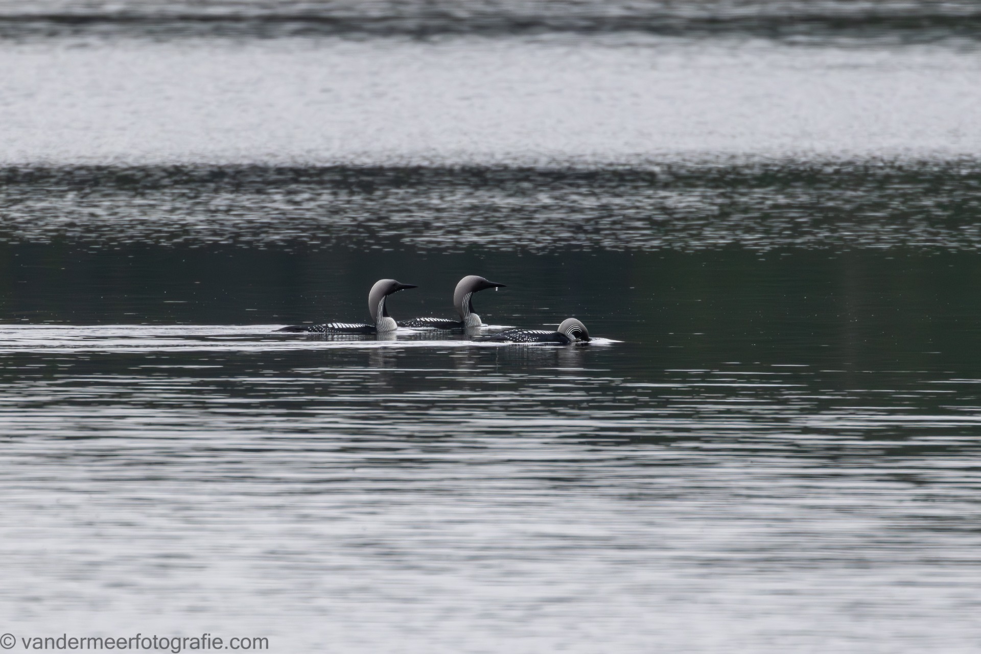 Prachttaucher (Gavia arctica) Black-throated loon