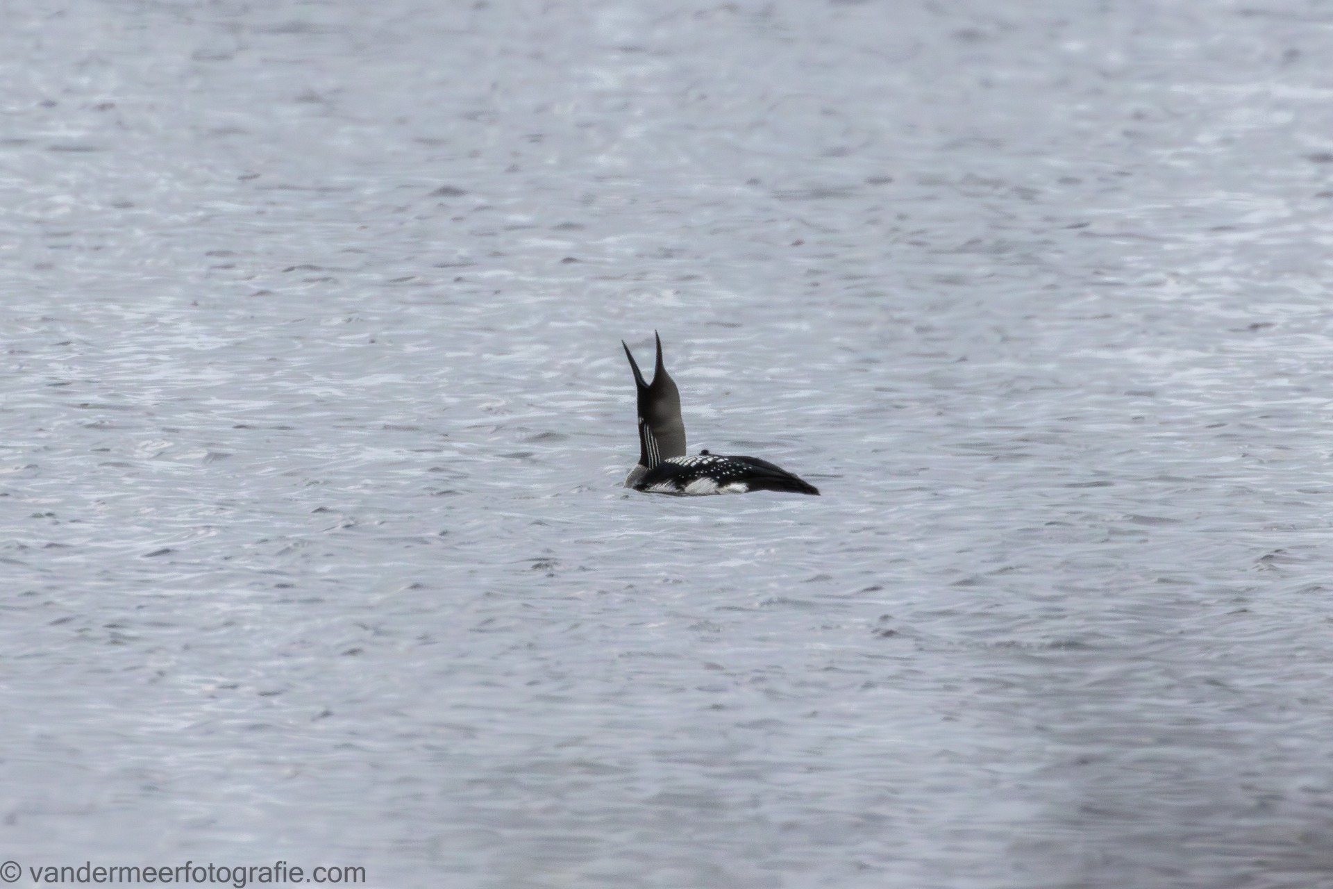 Prachttaucher (Gavia arctica) Black-throated loon
