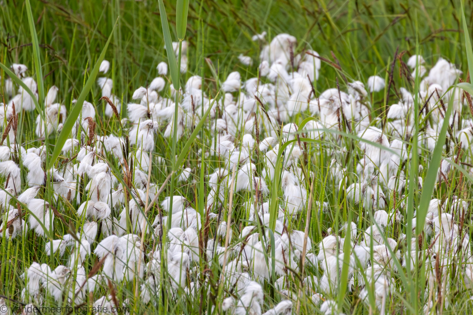 Wollgräser (Eriophorum) cottongrass