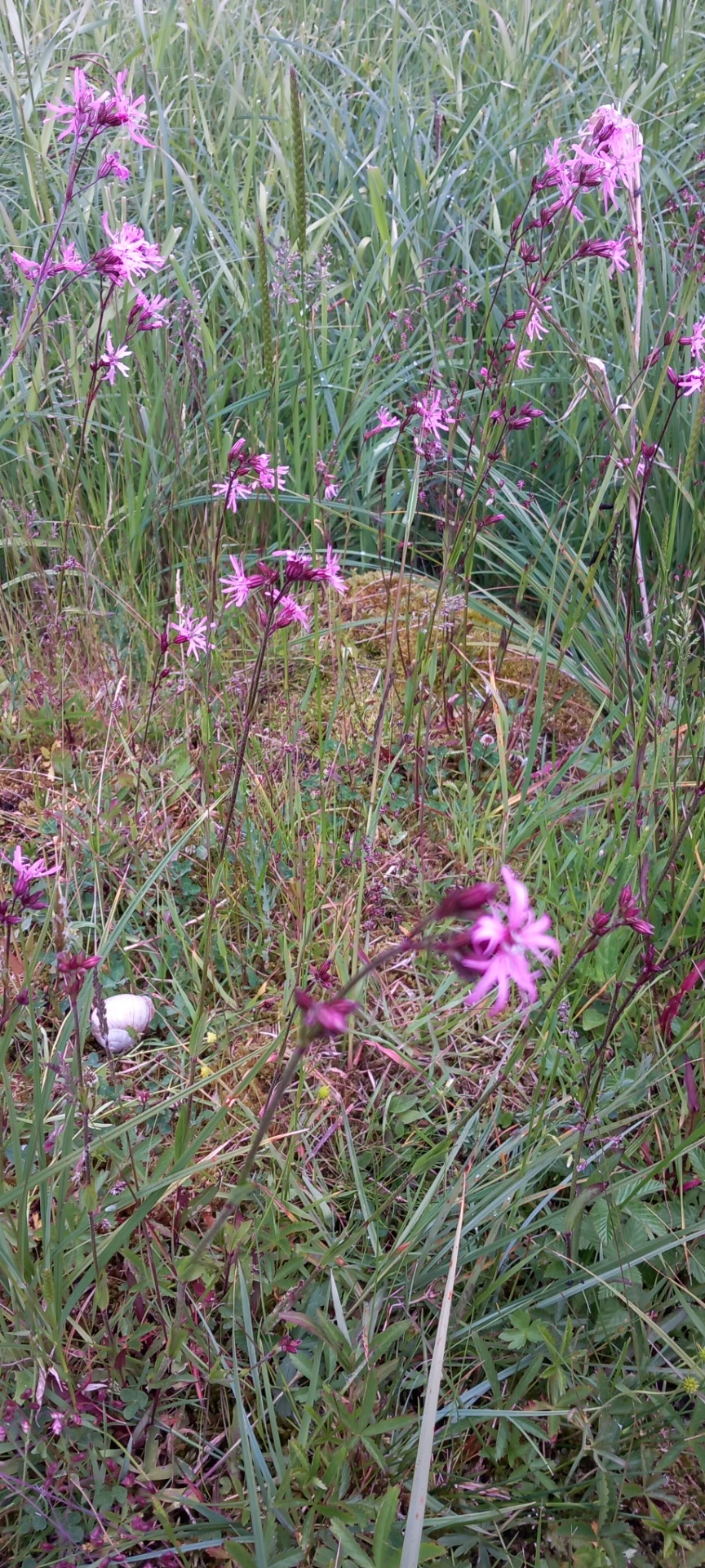 Kuckucks-Lichtnelke[1] (Silene flos-cuculi) ragged-robin