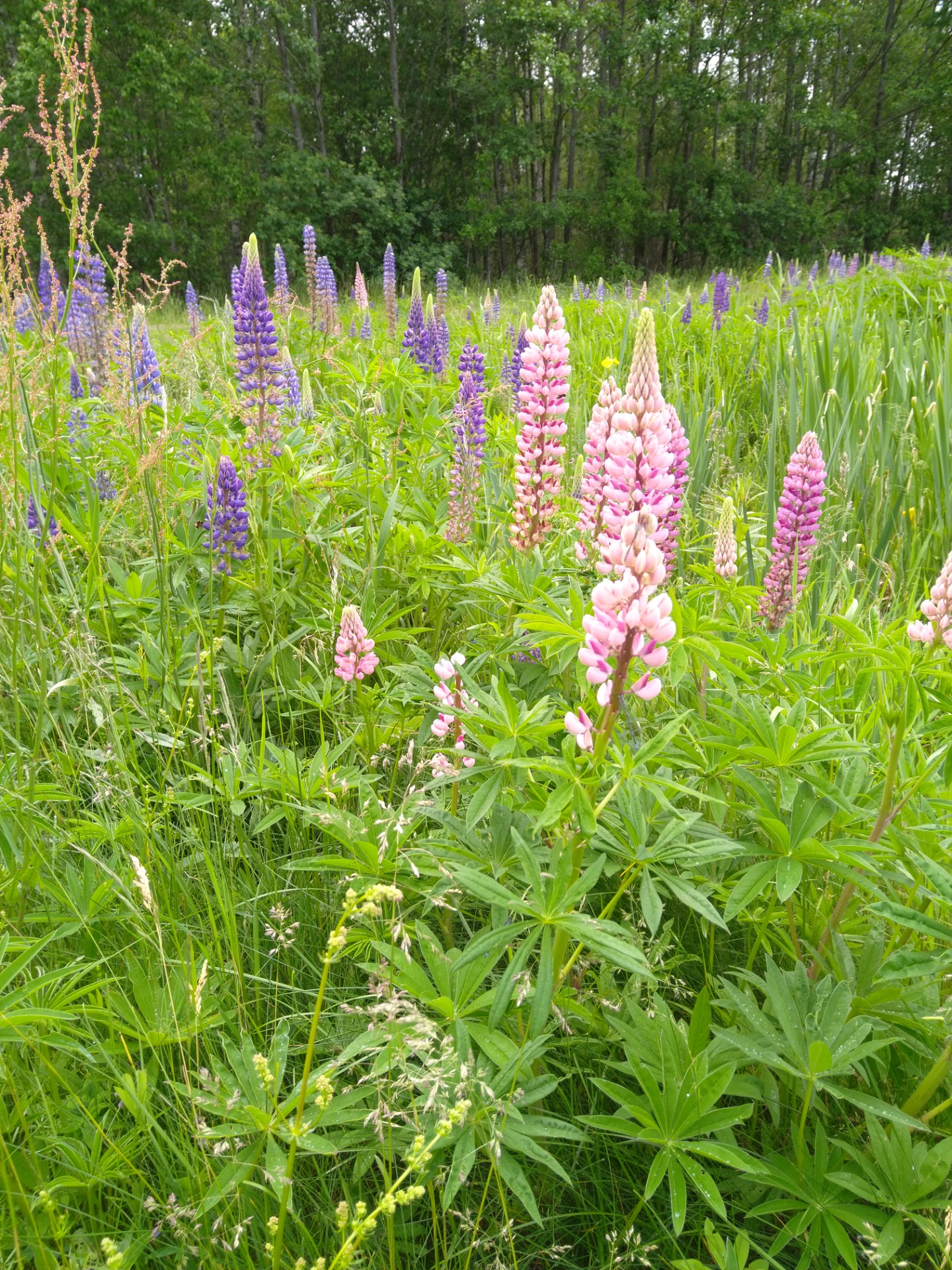 Vielblättrige Lupine (Lupinus polyphyllus) large-leaved lupine