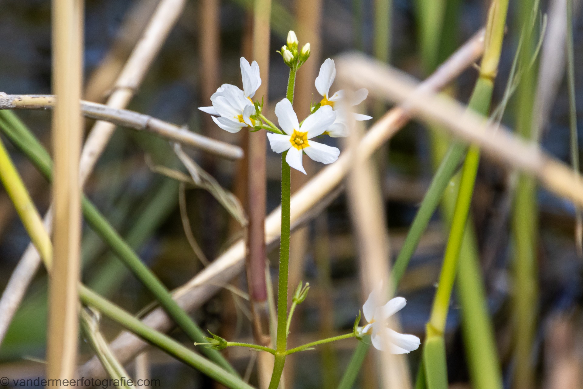 Wasserprimel (Hottonia palustris) featherfoil