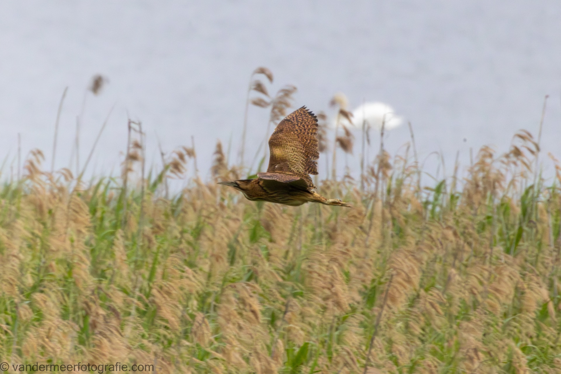 Rohrdommel (Botaurus stellaris) Eurasian bittern