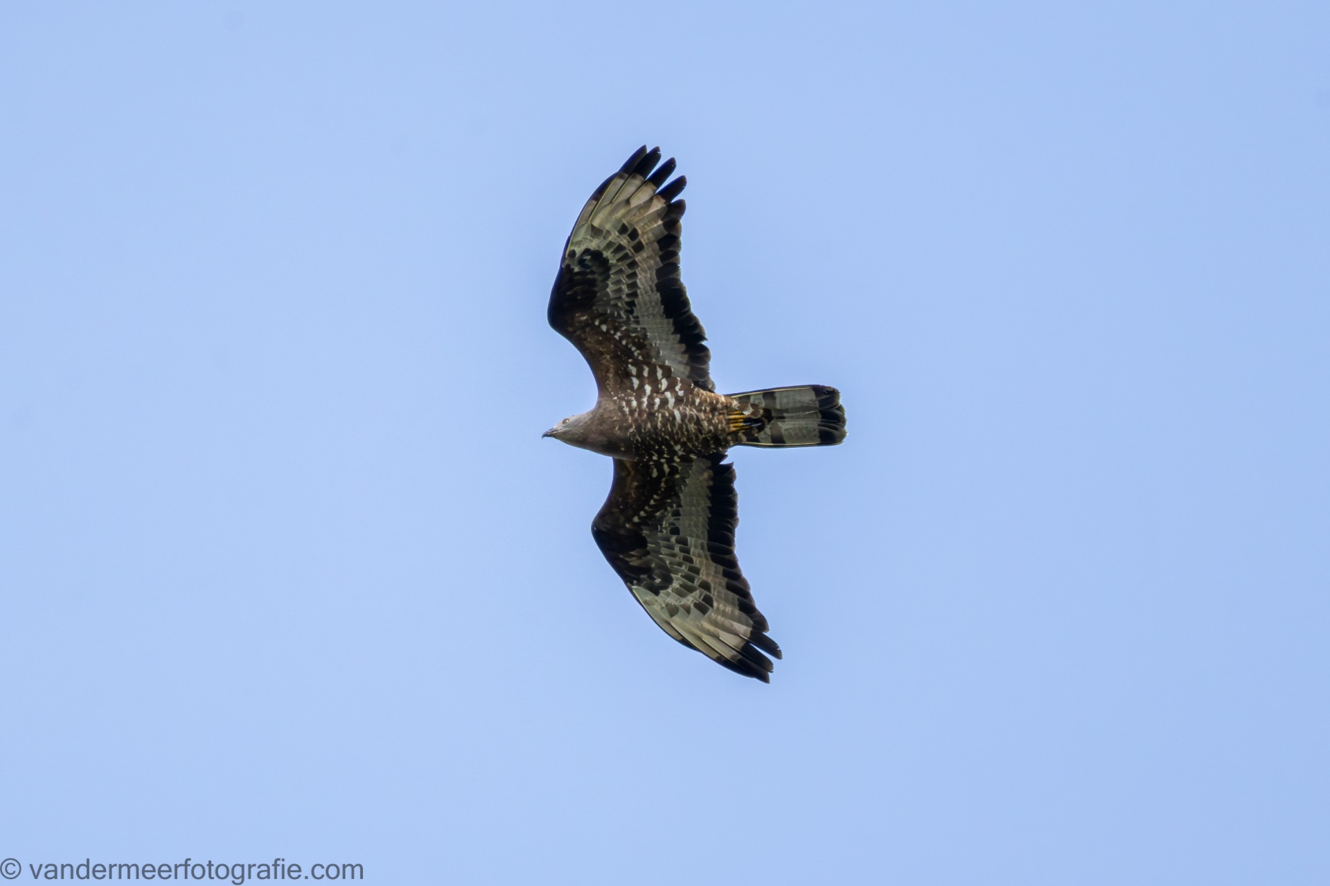 Wespenbussard (Pernis apivorus) European honey buzzard