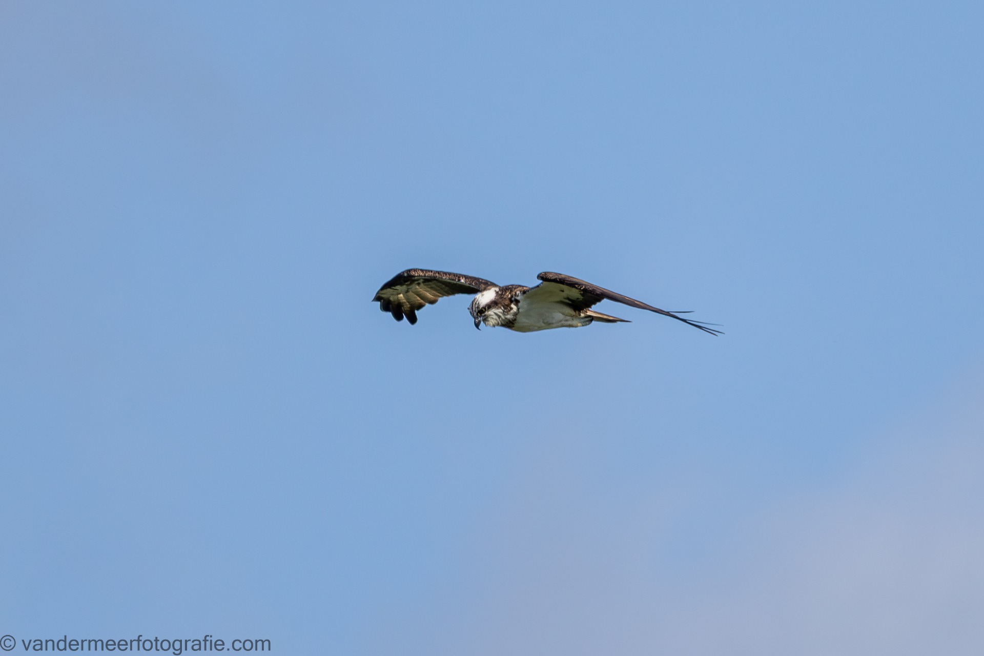 Fischadler, (Pandion haliaetus) Osprey 