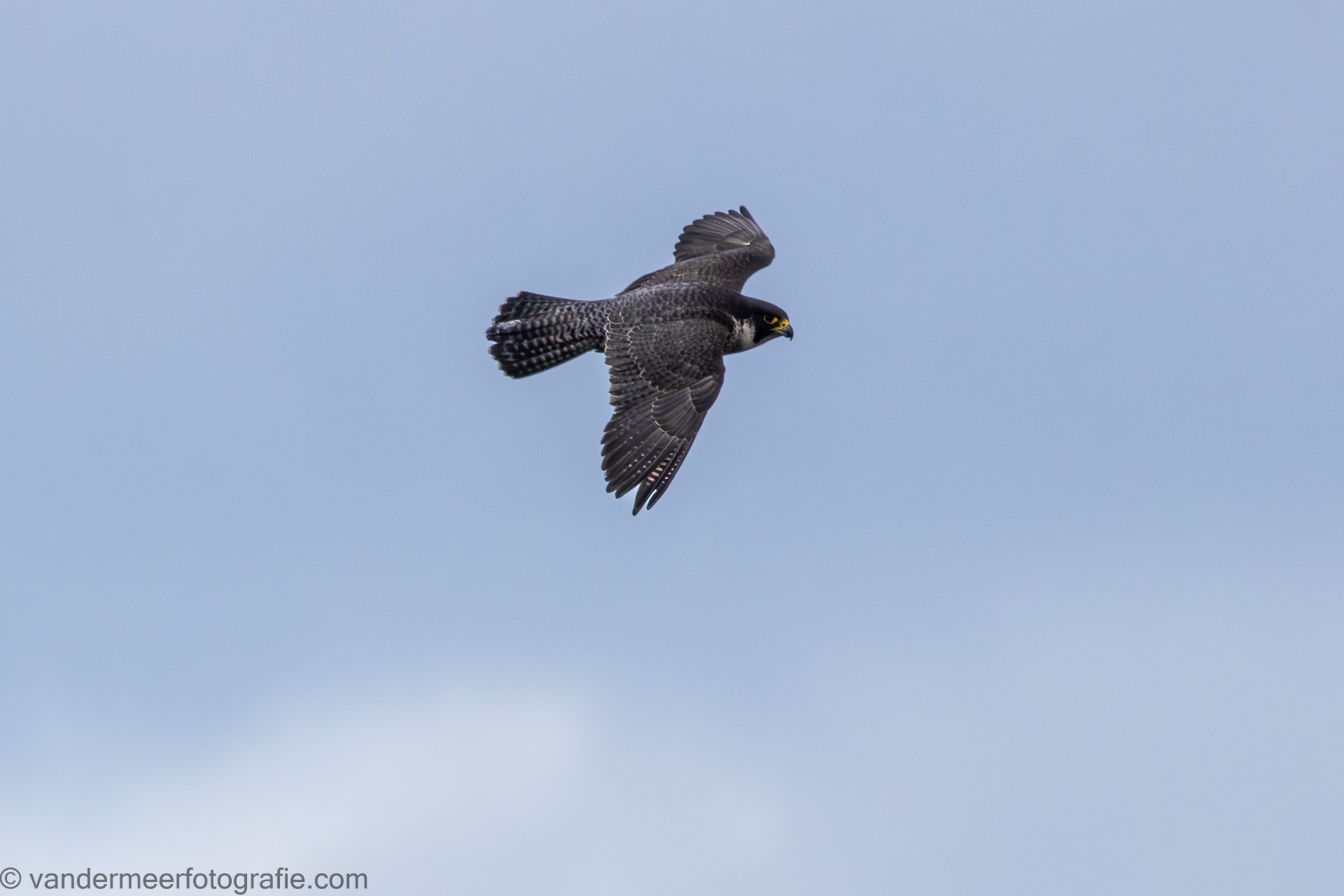 Wanderfalke (Falco peregrinus) Peregrine falcon
