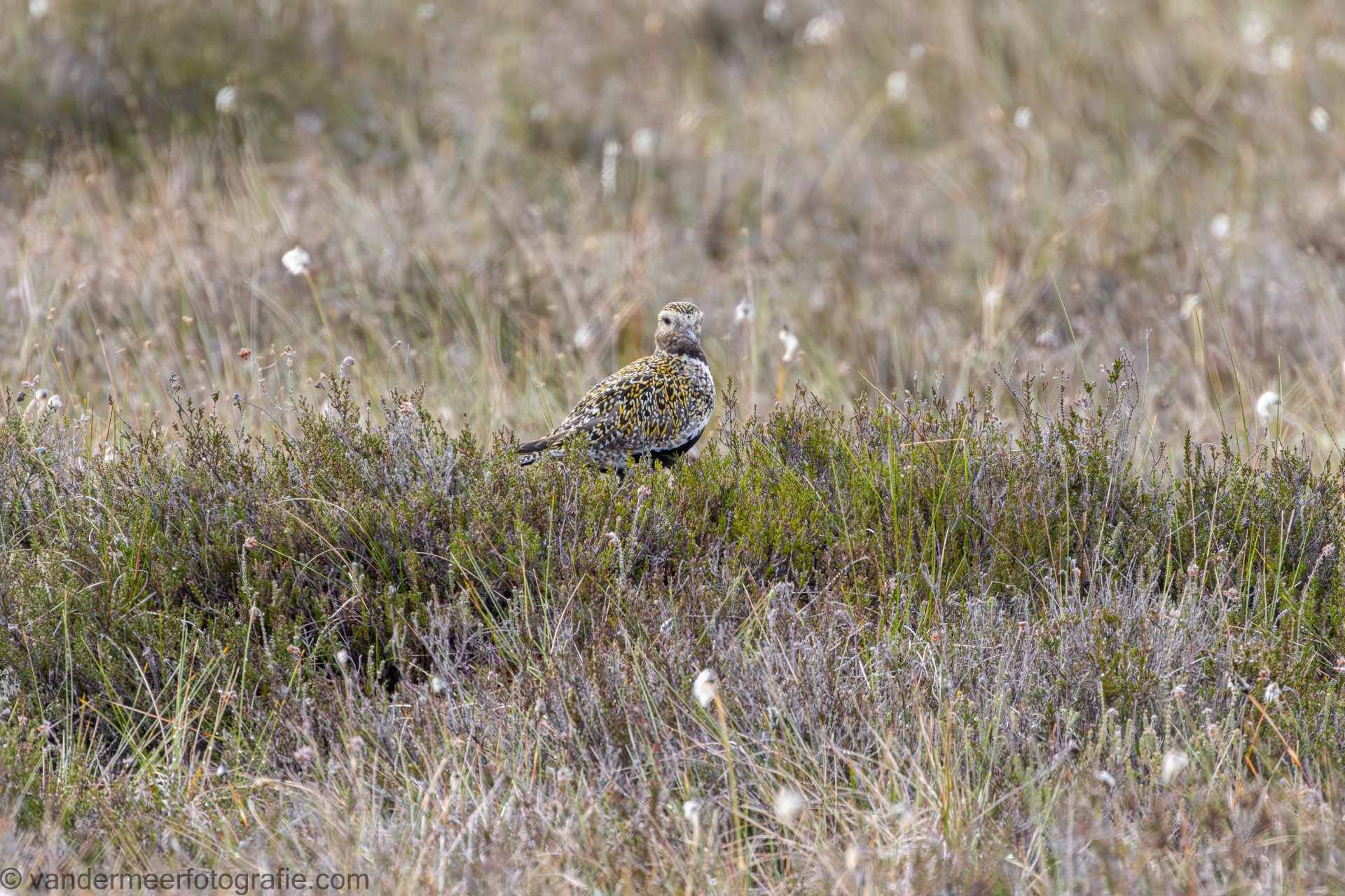 Goldregenpfeifer (Pluvialis apricaria) European golden plover