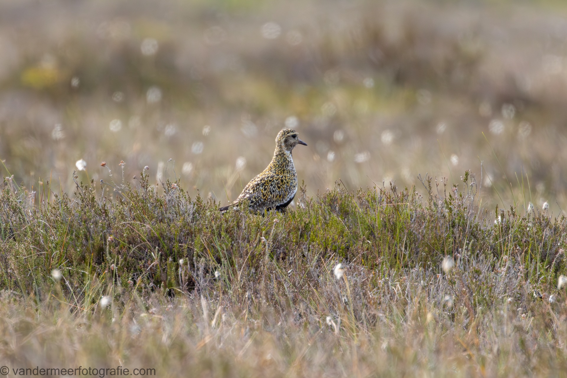 Goldregenpfeifer (Pluvialis apricaria) European golden plover