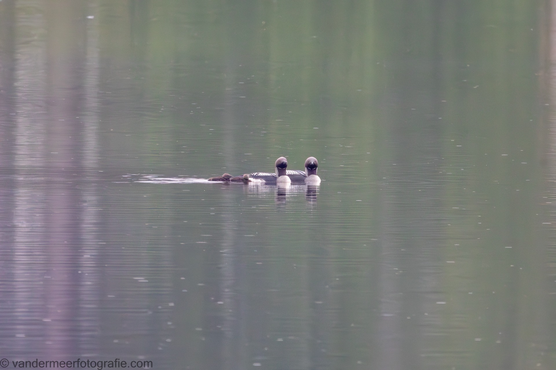 Prachttaucher (Gavia arctica) Black-throated loon