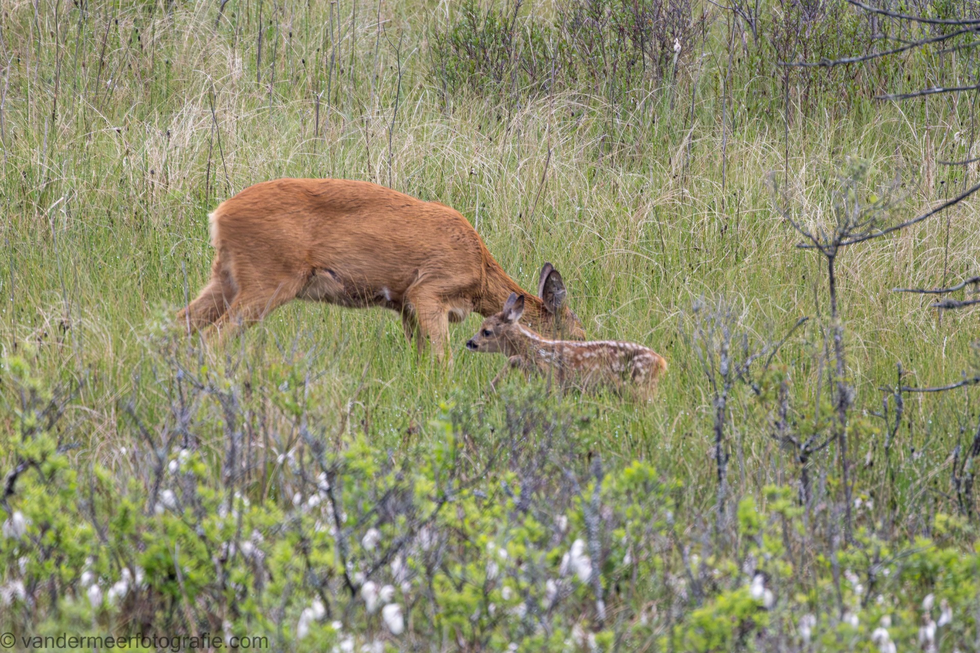 Reh W. (Capreolus capreolus) Roe deer F.